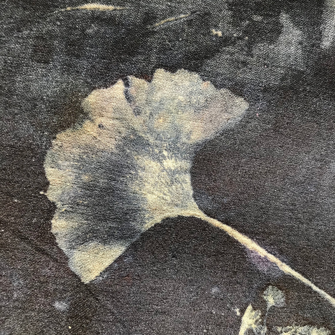 Close-up of a ginkgo leaf on a dark background