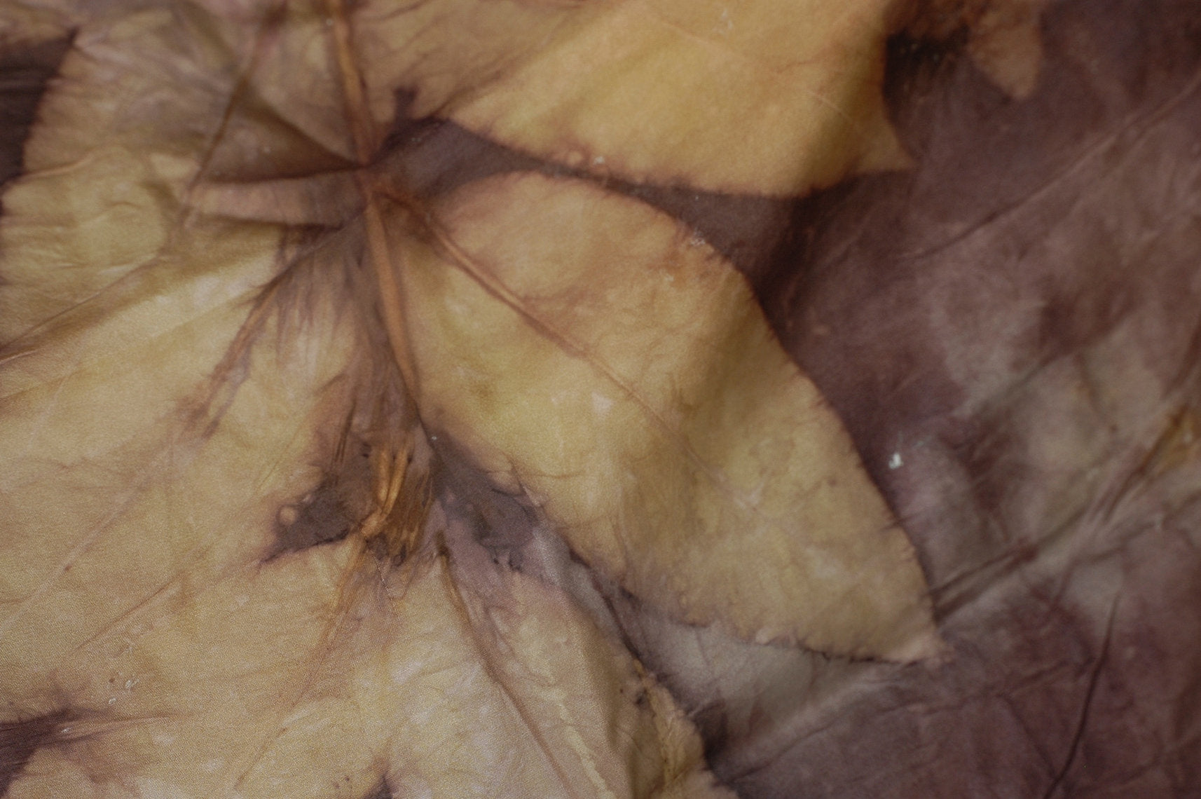 Close-up of a dried leaf with brown and yellow hues