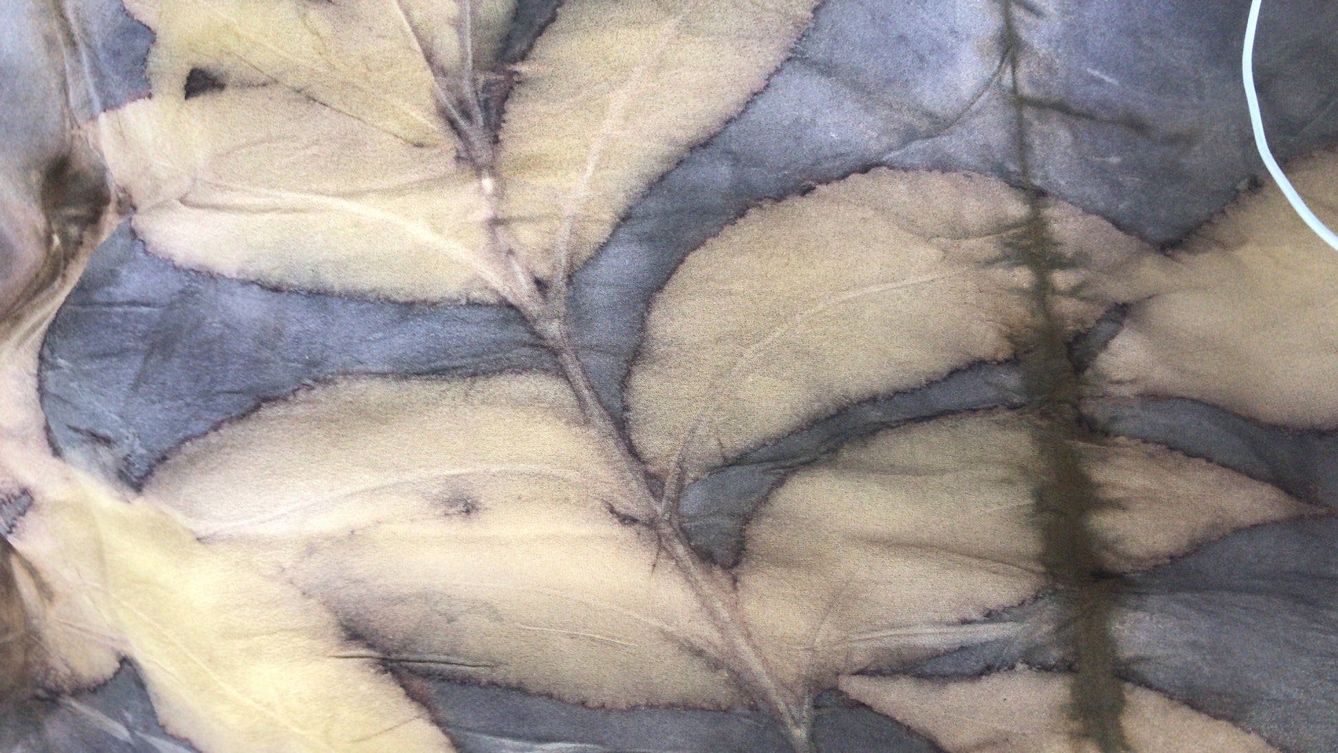 Close-up of a leaf with a textured background
