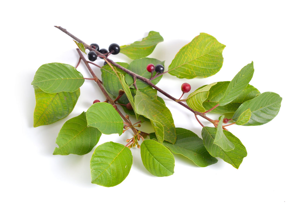 Branch with Alder Buckthorn Bark (Rhamnus frangula) green leaves and red berries on a white background
