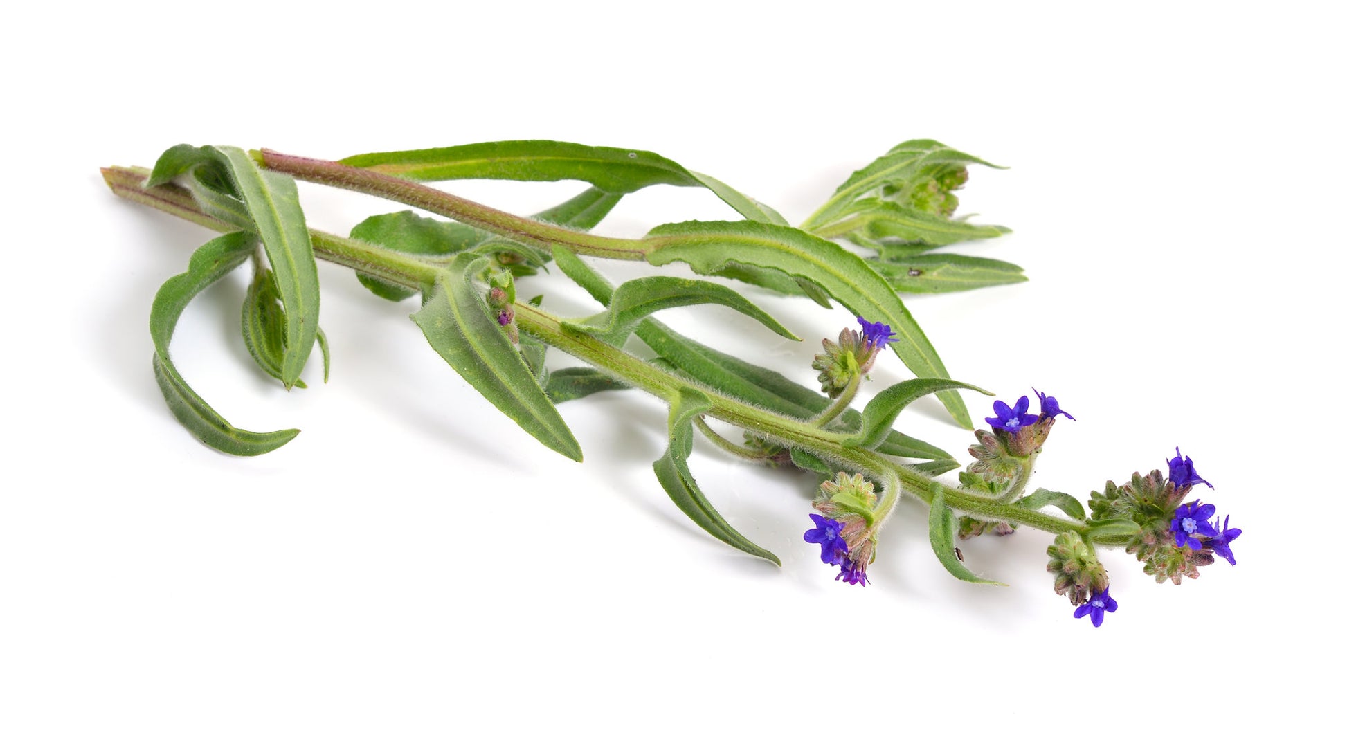 Herb Alkanet Roots (Alkanna tinctoria) with green leaves and purple flowers on a white background