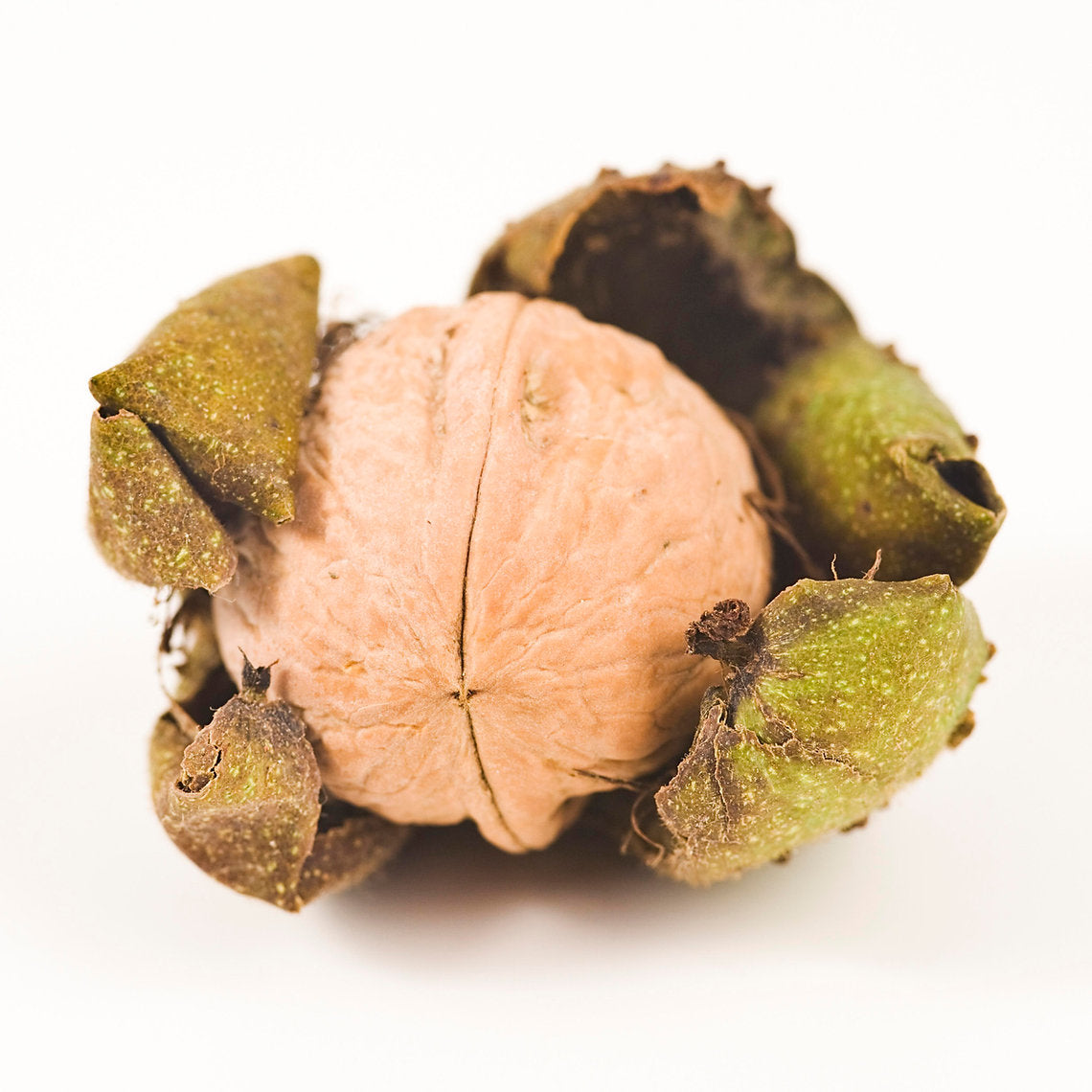 Close-up of a walnut with green shell on a white background