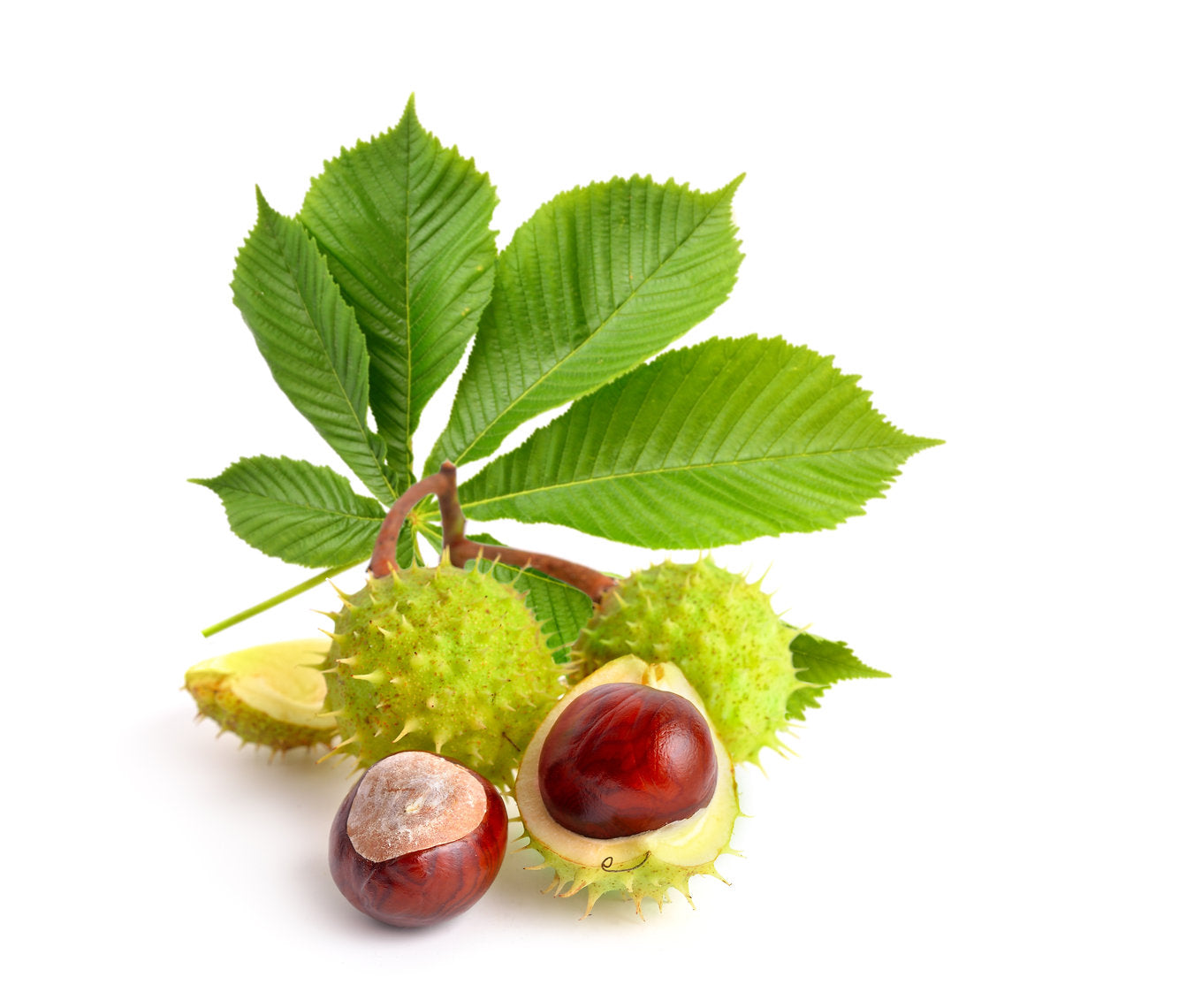 Conkers Horse Chestnut Bark (Aesculus hippocastanum) with green shells and brown nuts on a white background