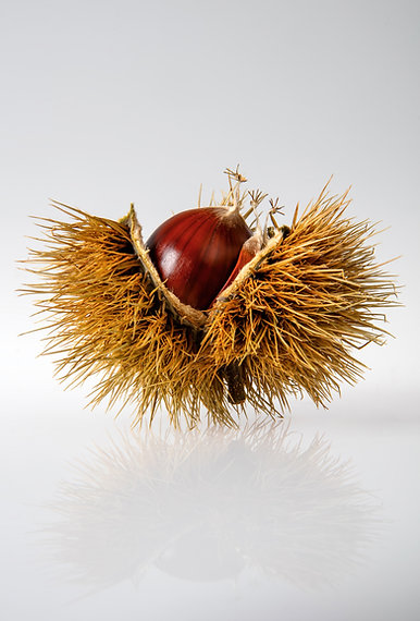 Single chestnut in its壳 on a white background