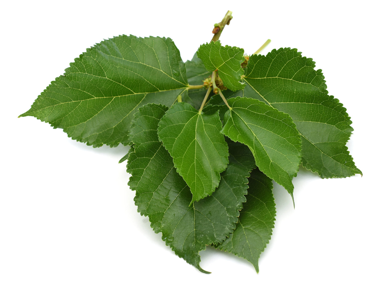 Green leaves on a white background