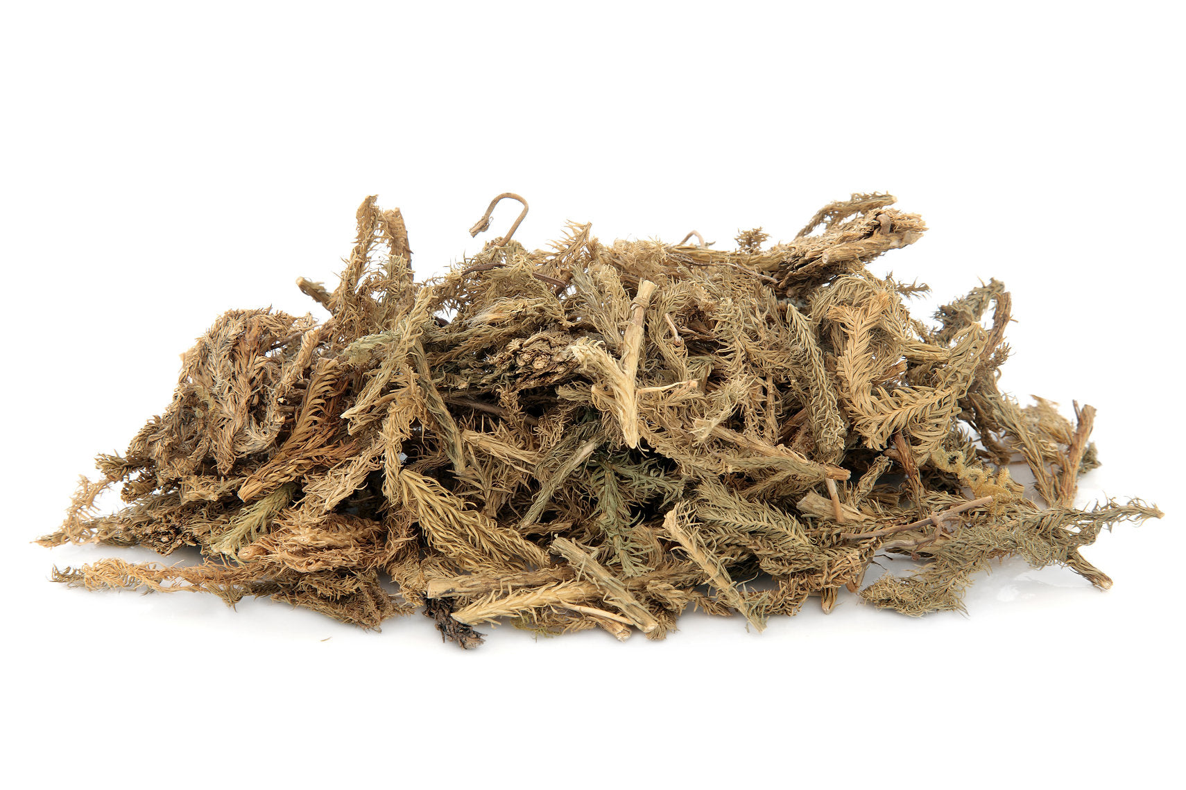 Pile of Club Moss (Lycopodium clavatum) on a white background