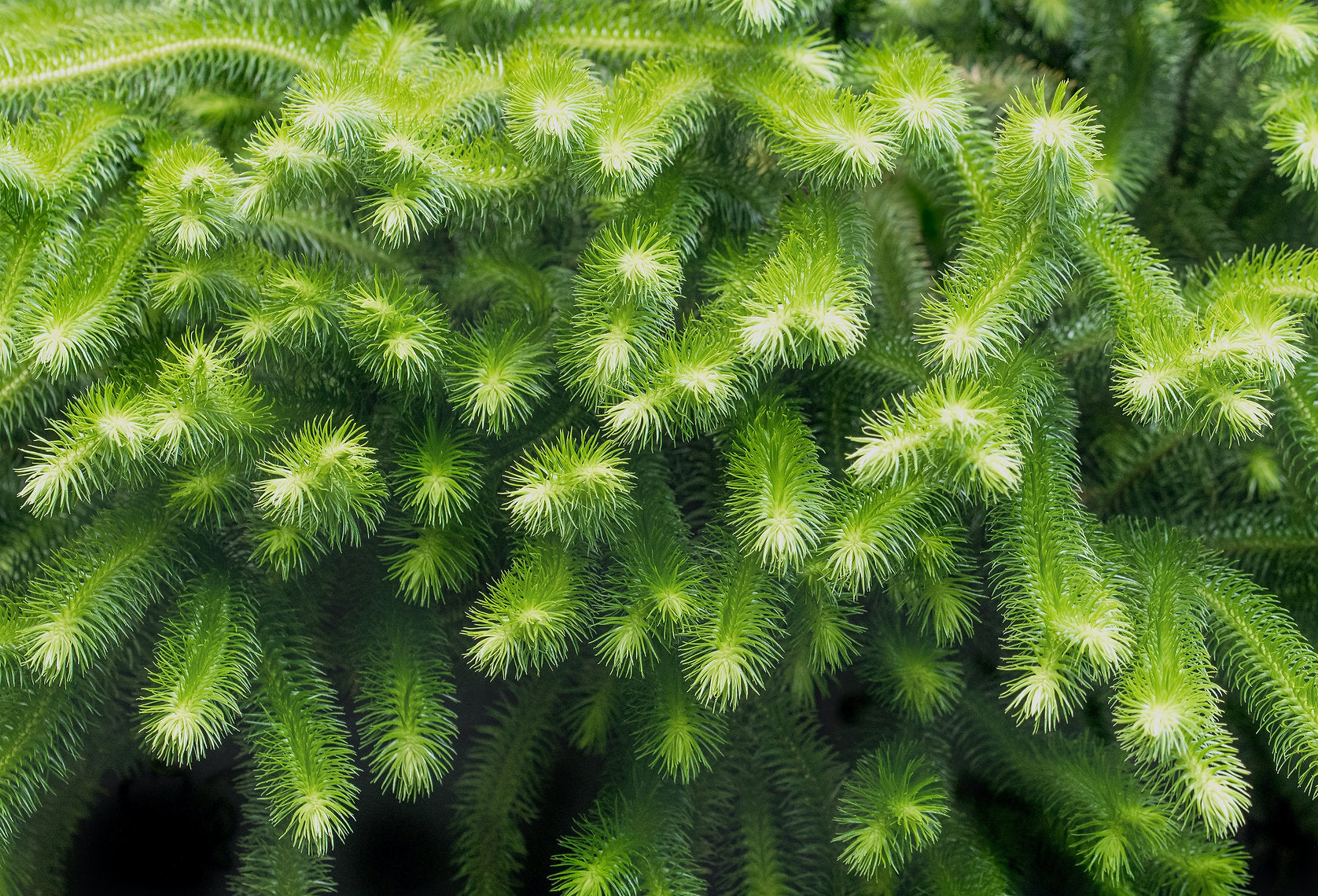Close-up of a green Club Moss (Lycopodium clavatum) with needle-like leaves