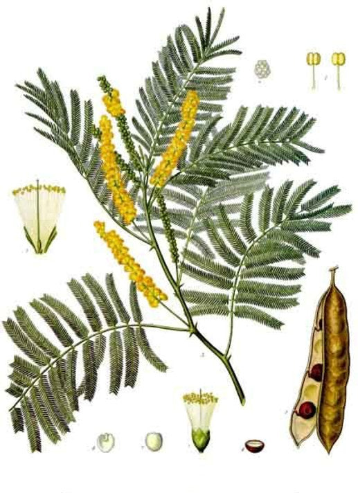 Botanical illustration of Cutch Extract (Cathechu) with leaves, flowers, and seed pod.