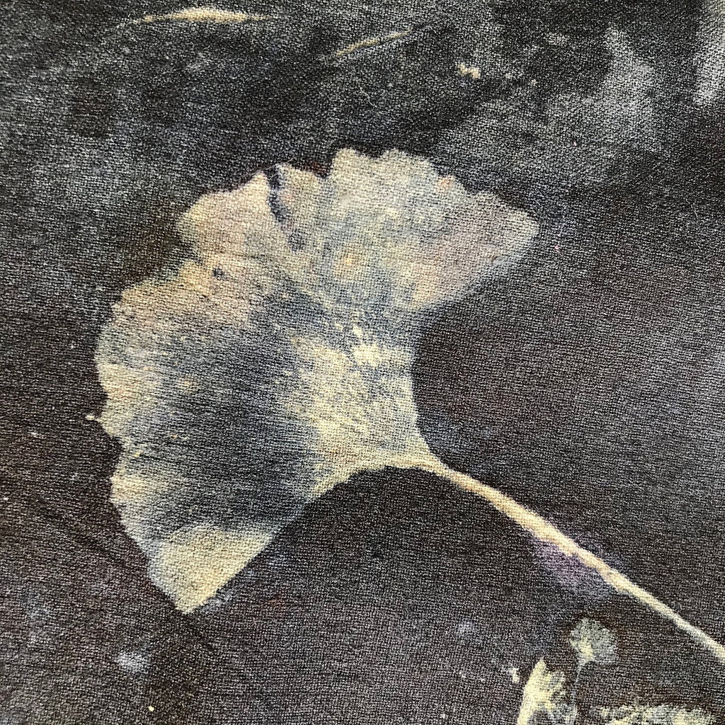 Close-up of a ginkgo leaf on a dark background
