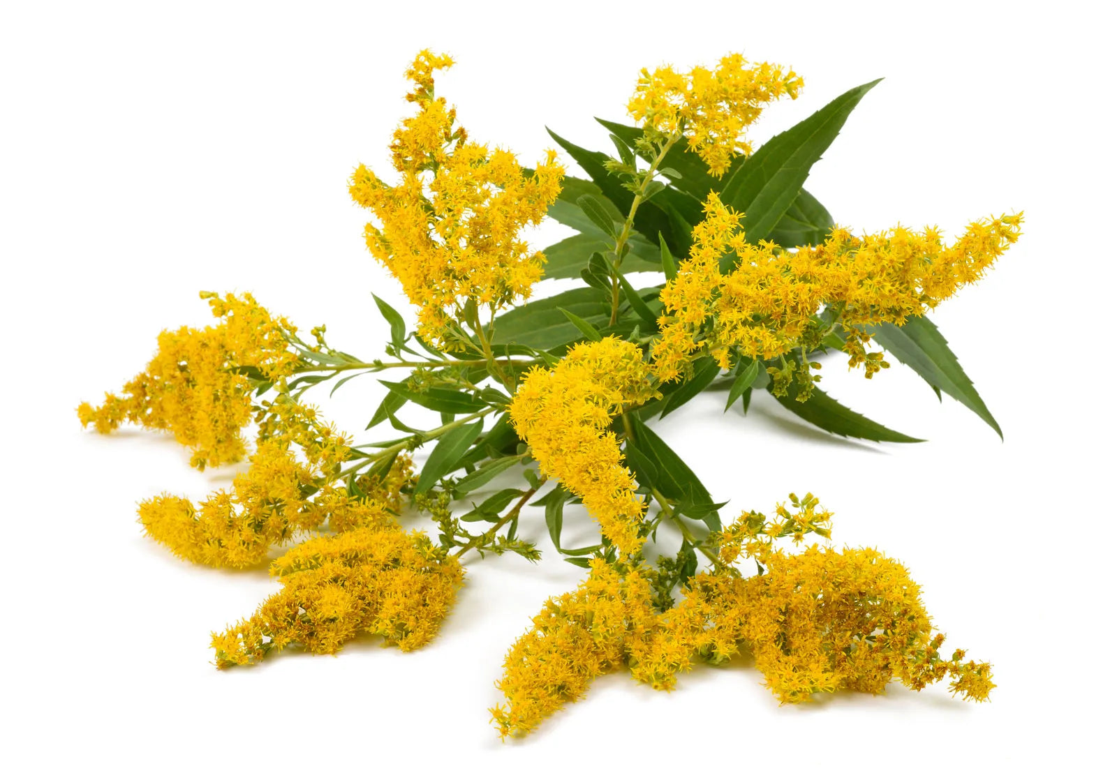 Bouquet of yellow Goldenrod Cut Tops (Solidago virgaurea) organic flowers with green leaves on a white background