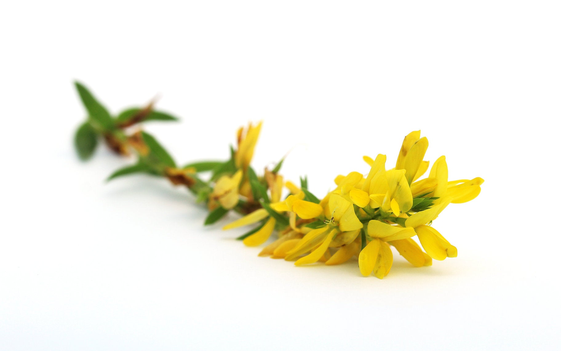 Yellow Greenweed (Genista Tinctoria) flower branch on a white background
