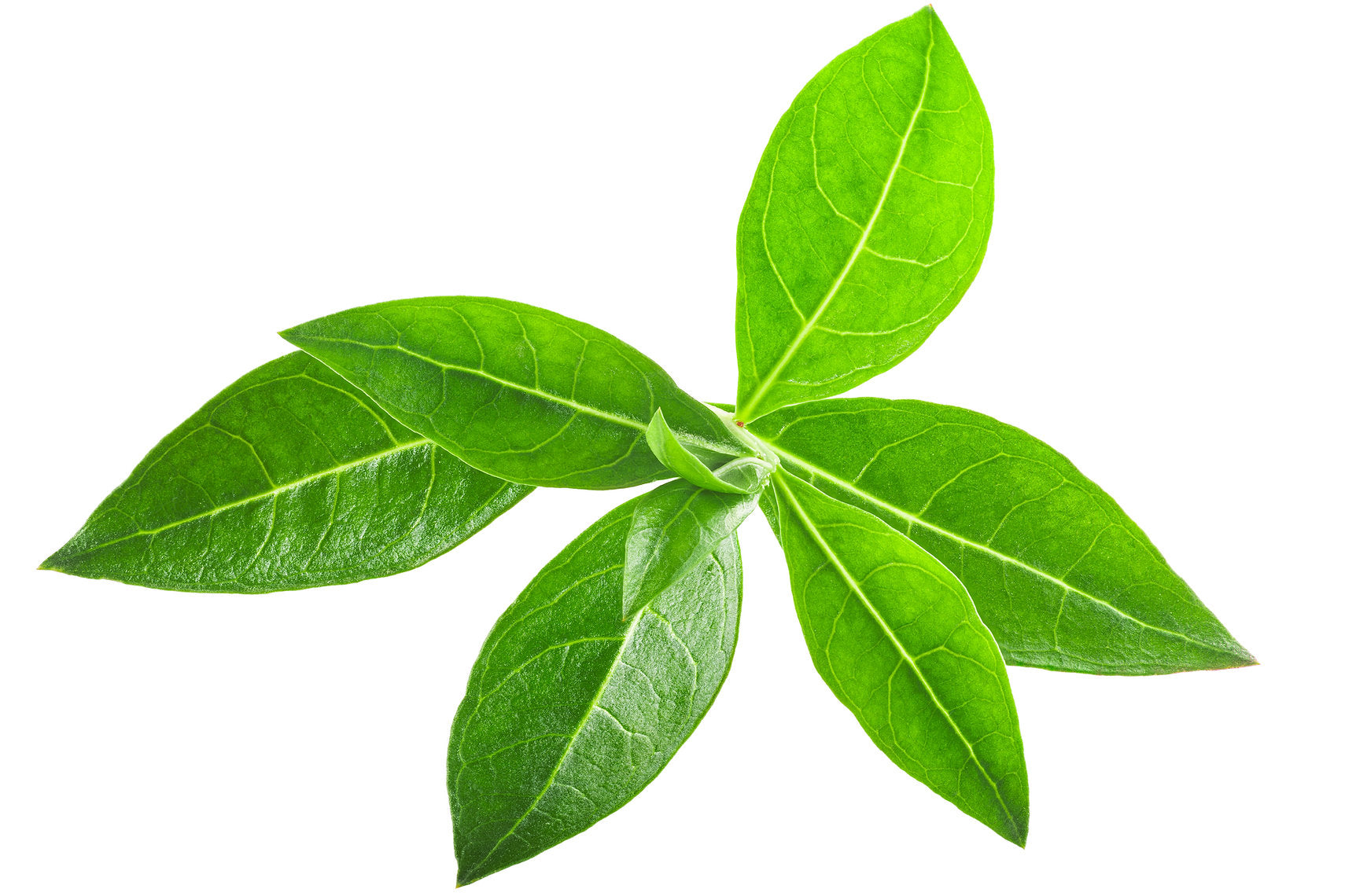Close-up of a green leaf on a white background