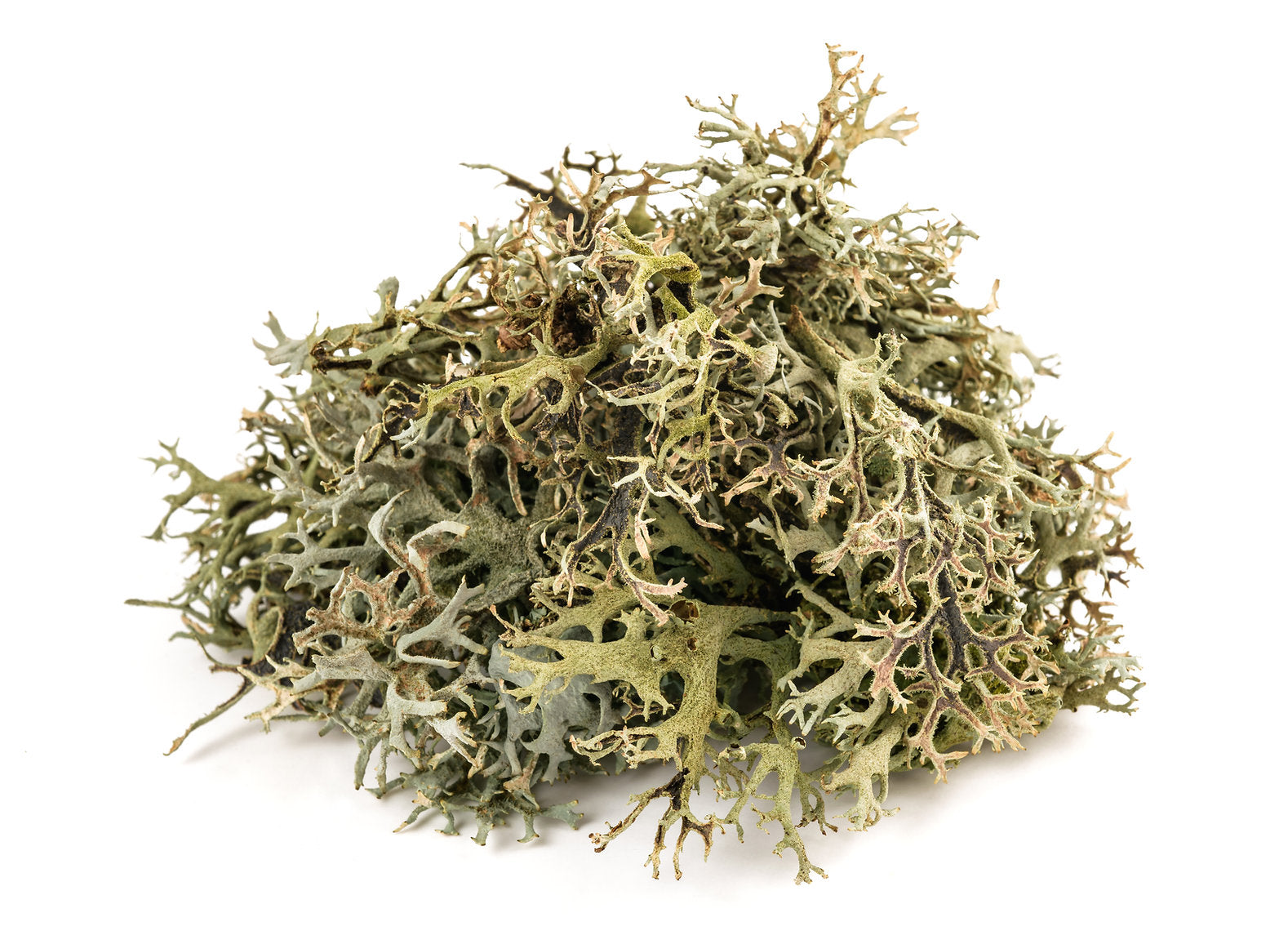 Dried Icelandic moss on a white background