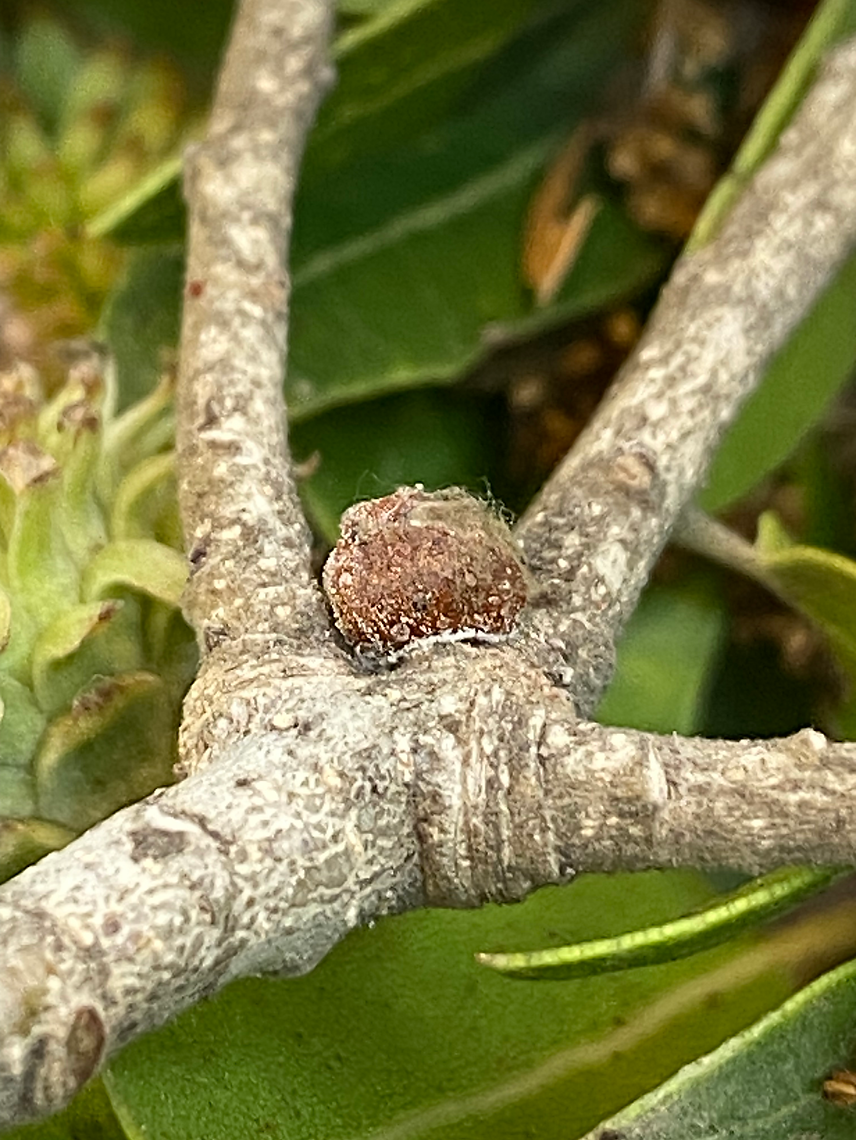 Brown gall on a tree branch with green leaves in the background