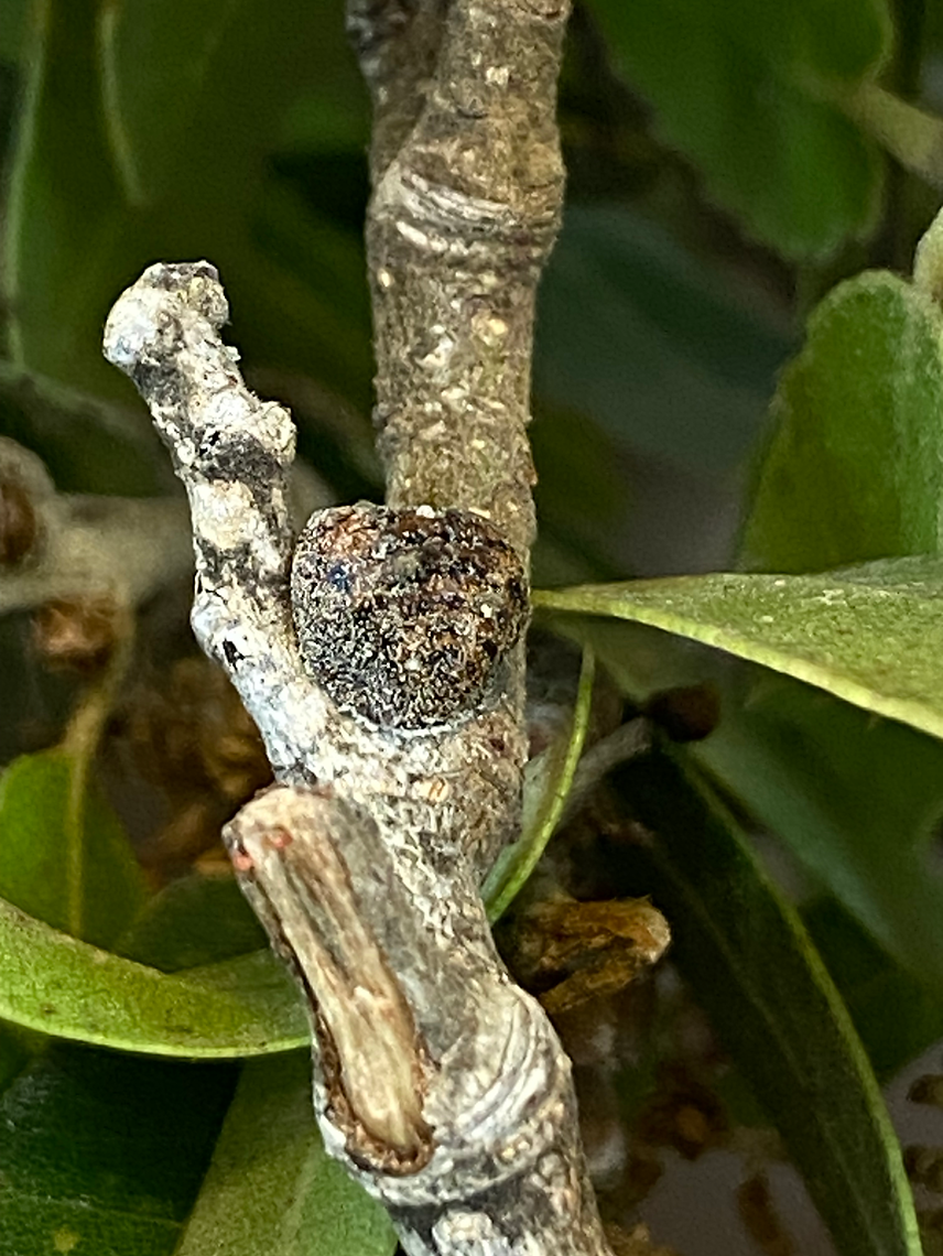 Close-up of a tree branch with a focus on a twig and leaves.