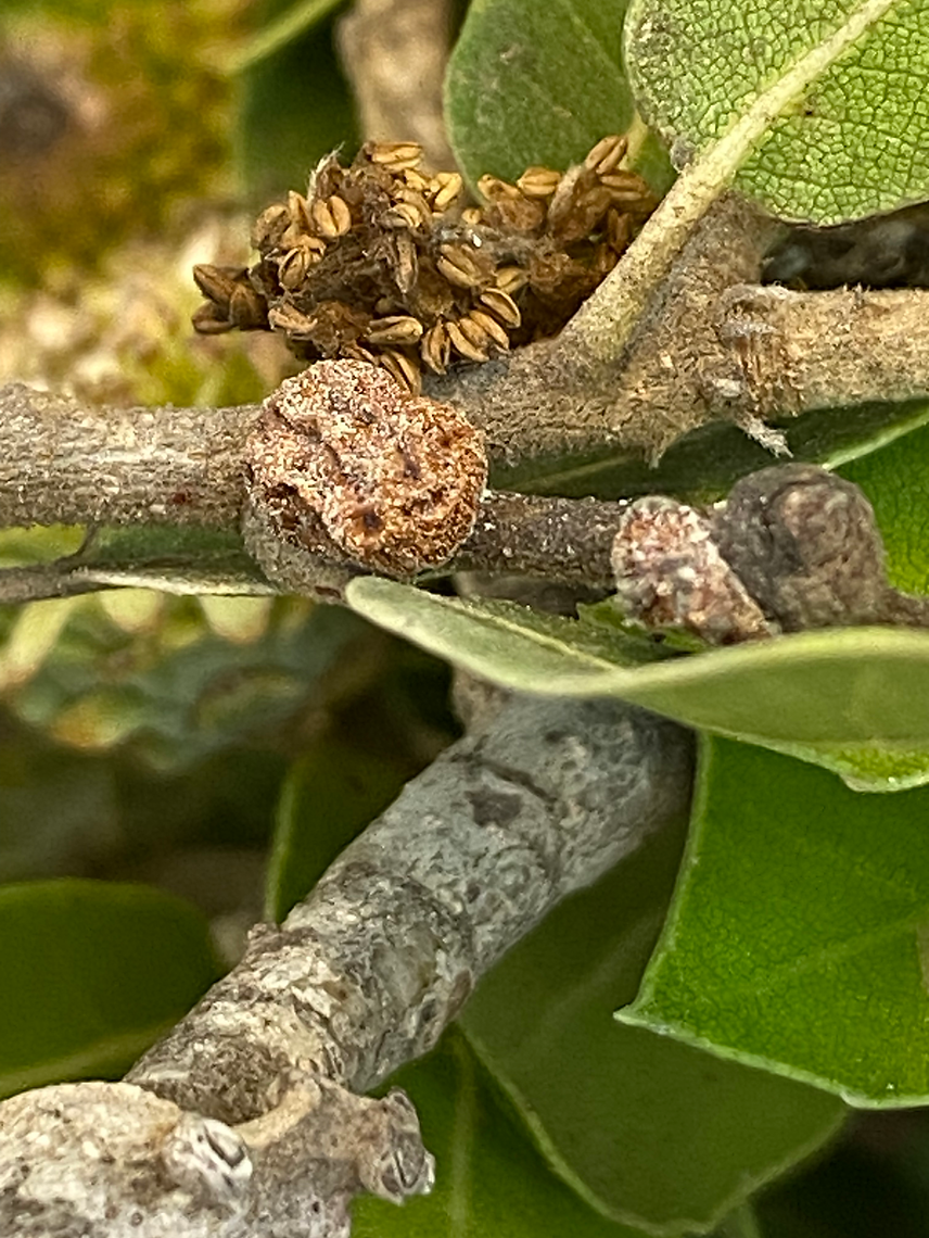 Close-up of a tree branch with leaves and small brown growths.