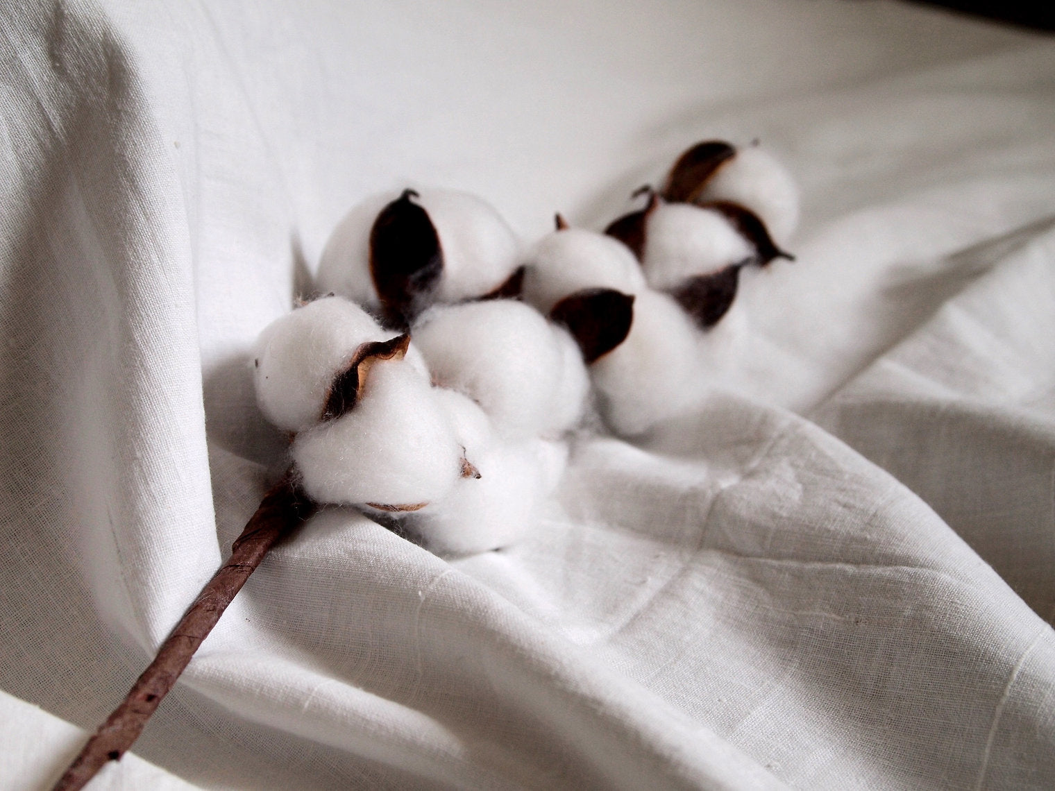 Cotton bolls on a white fabric background