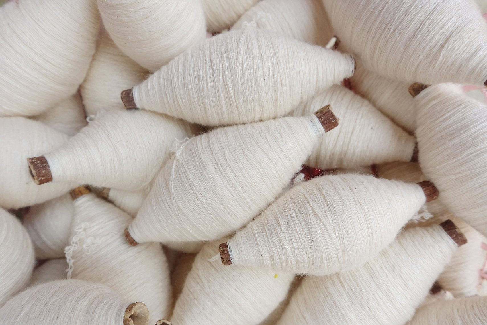 Close-up of white silk cocoons with brown casings.