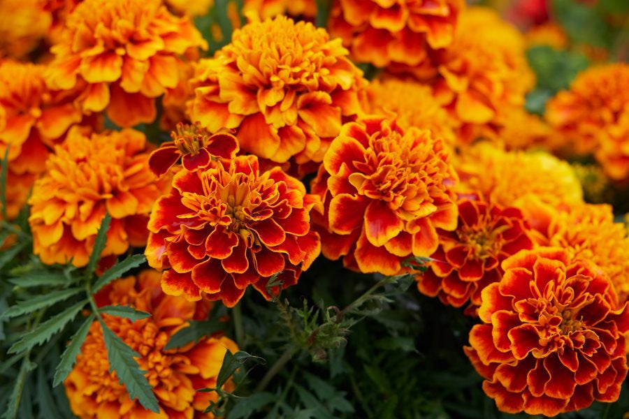 Close-up of bright orange marigold flowers with green leaves.