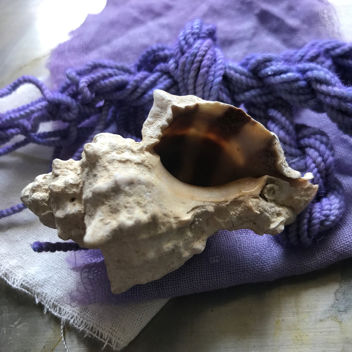 Large shell on a purple textured fabric background