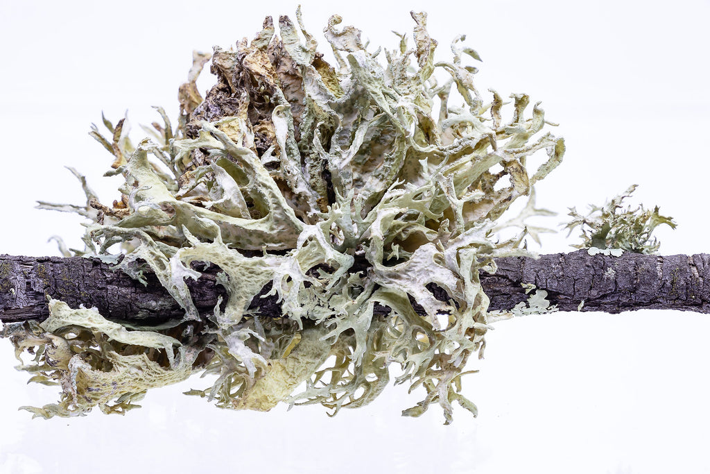 Oak Moss Lichen (Evernia prunastri) on a branch with a white background