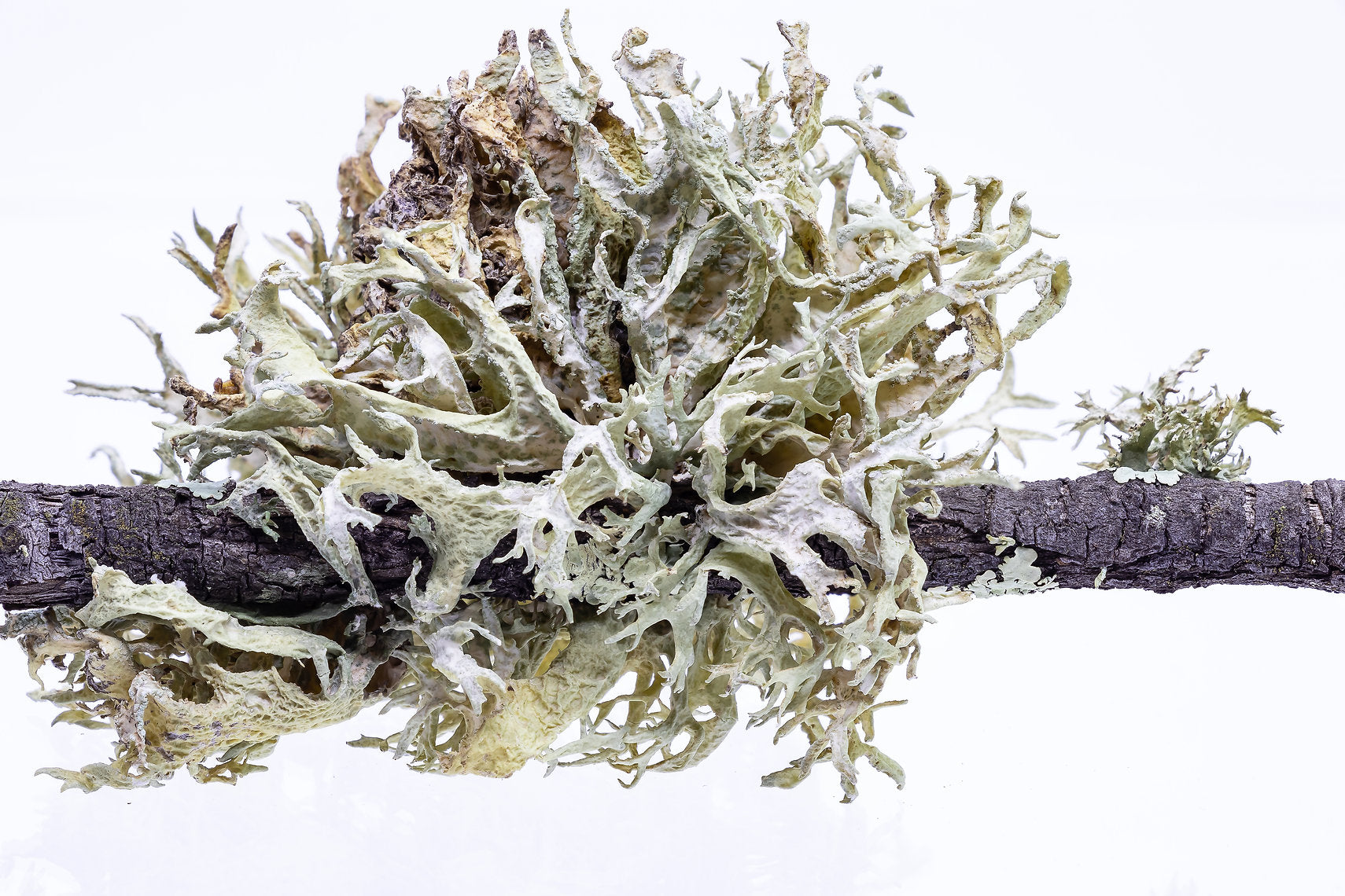 Oak Moss Lichen (Evernia prunastri) on a branch with a white background