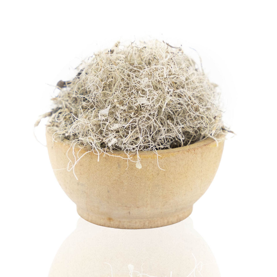 Small round beige bowl with a Old Man's Beard (Usnea barbata Lichen) Organic on a white background