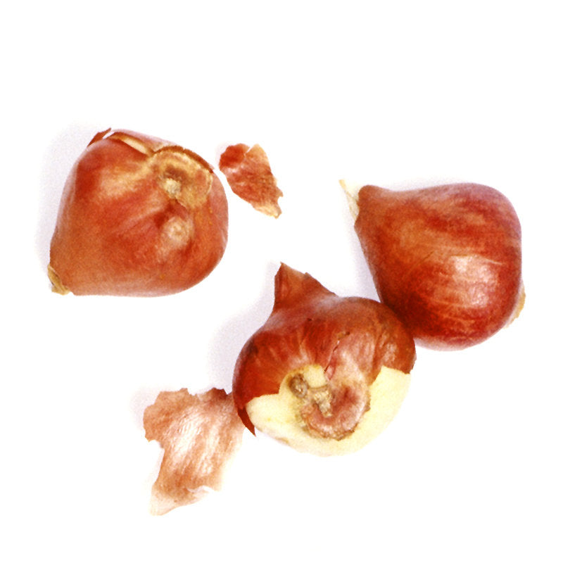 Three dried tulip bulbs on a white background