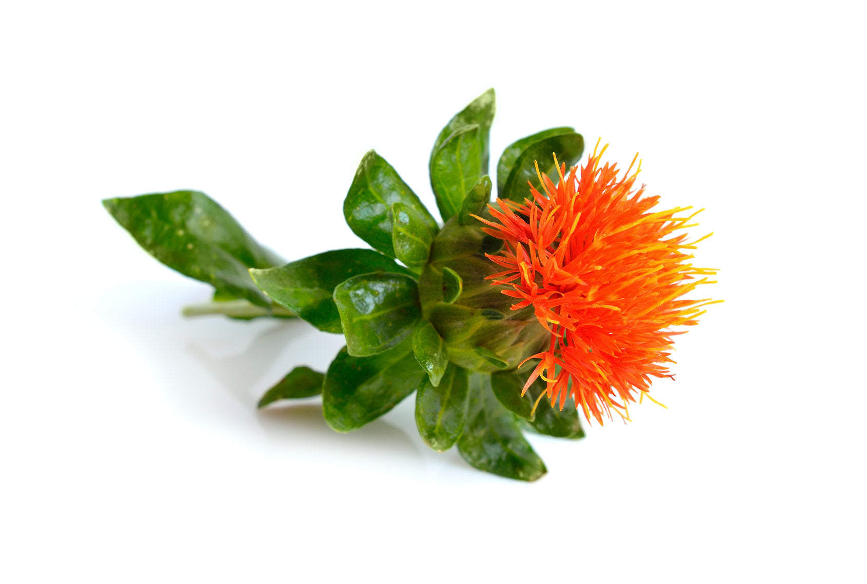 Orange flower with green leaves on a white background