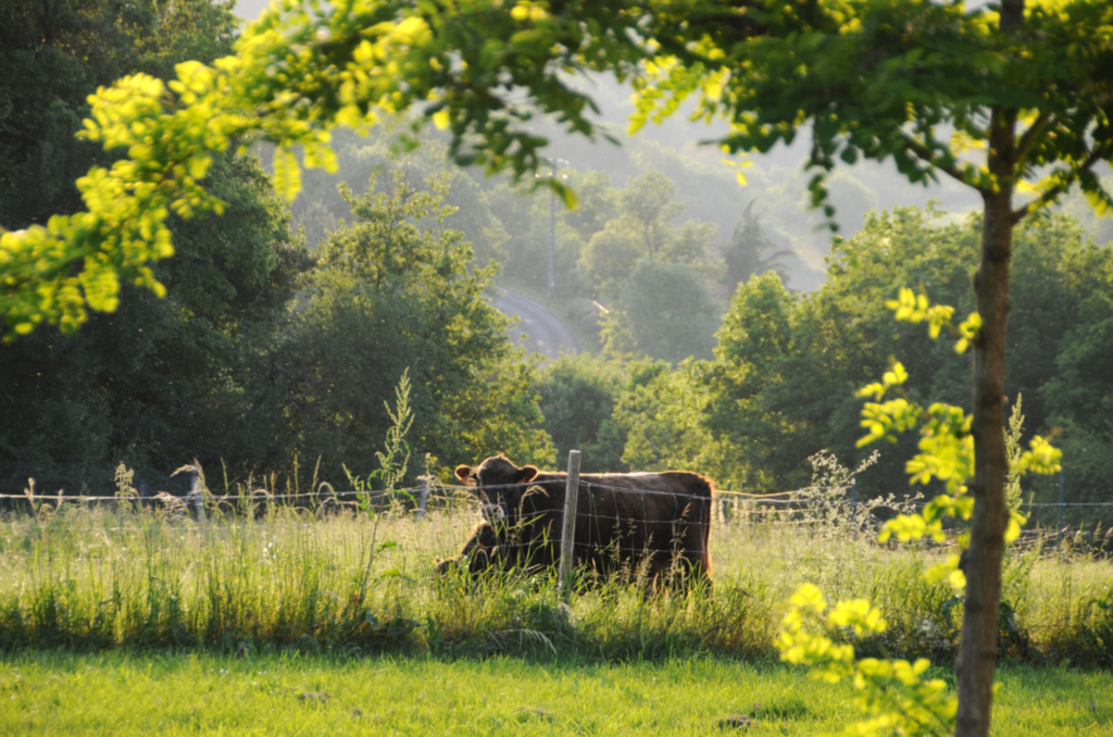 The Detailed Leaf Print: A Botanical Printing and Natural Dye Residency in Rural France