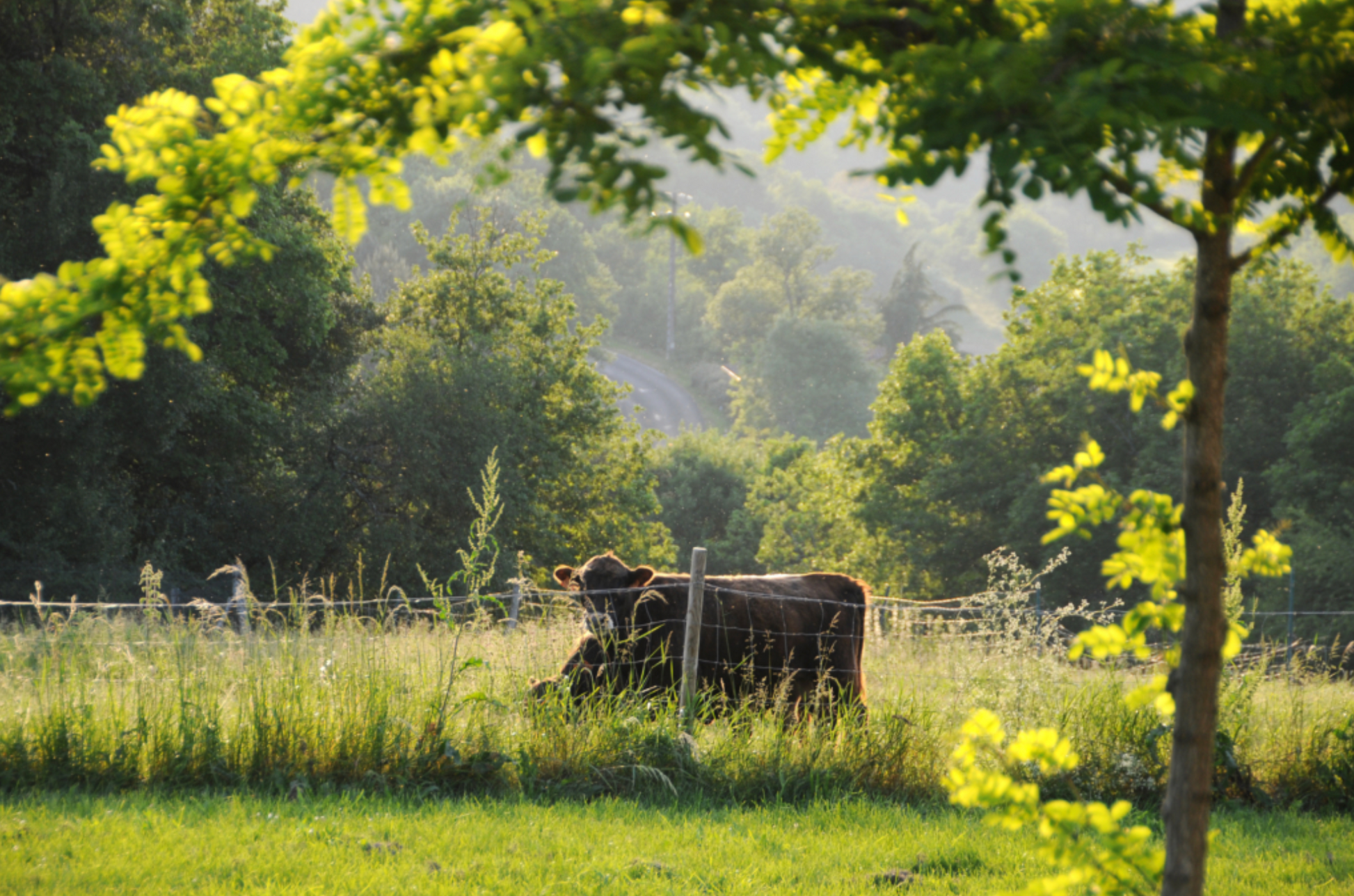 The Detailed Leaf Print: A Botanical Printing and Natural Dye Residency in Rural France