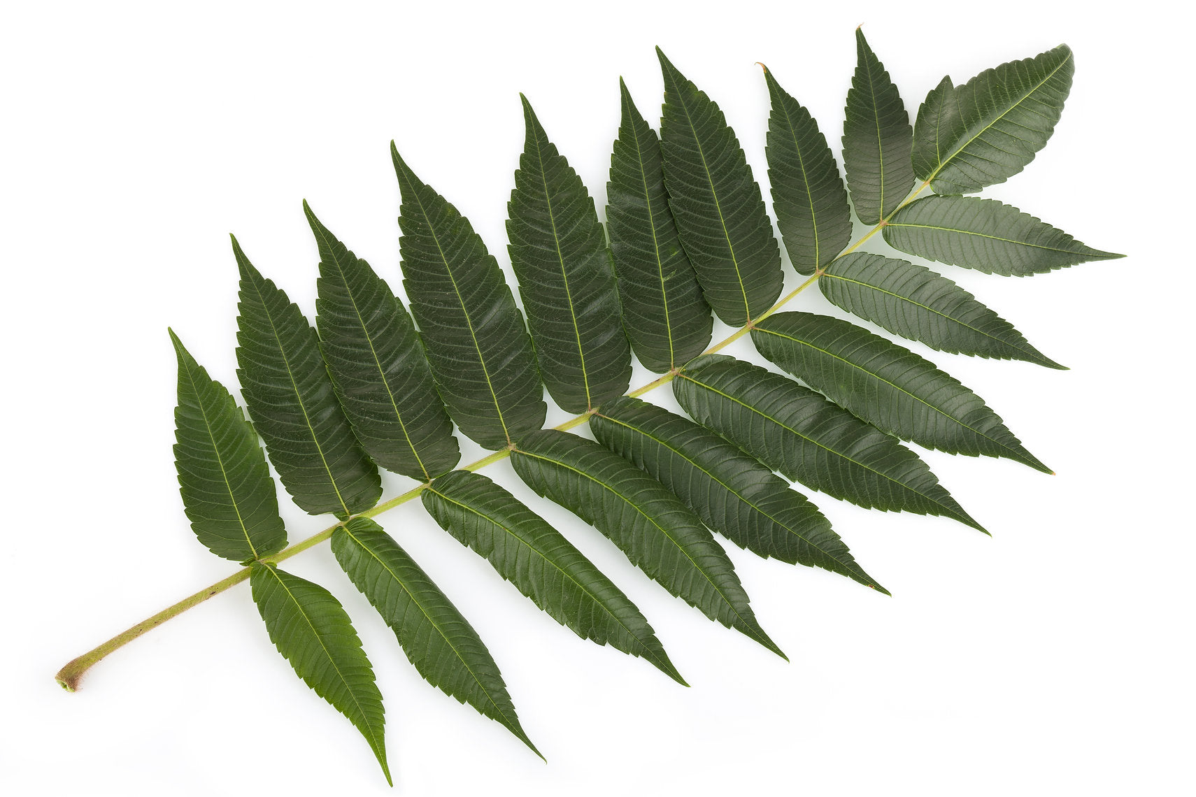 Neem Sumac leaf on a white background