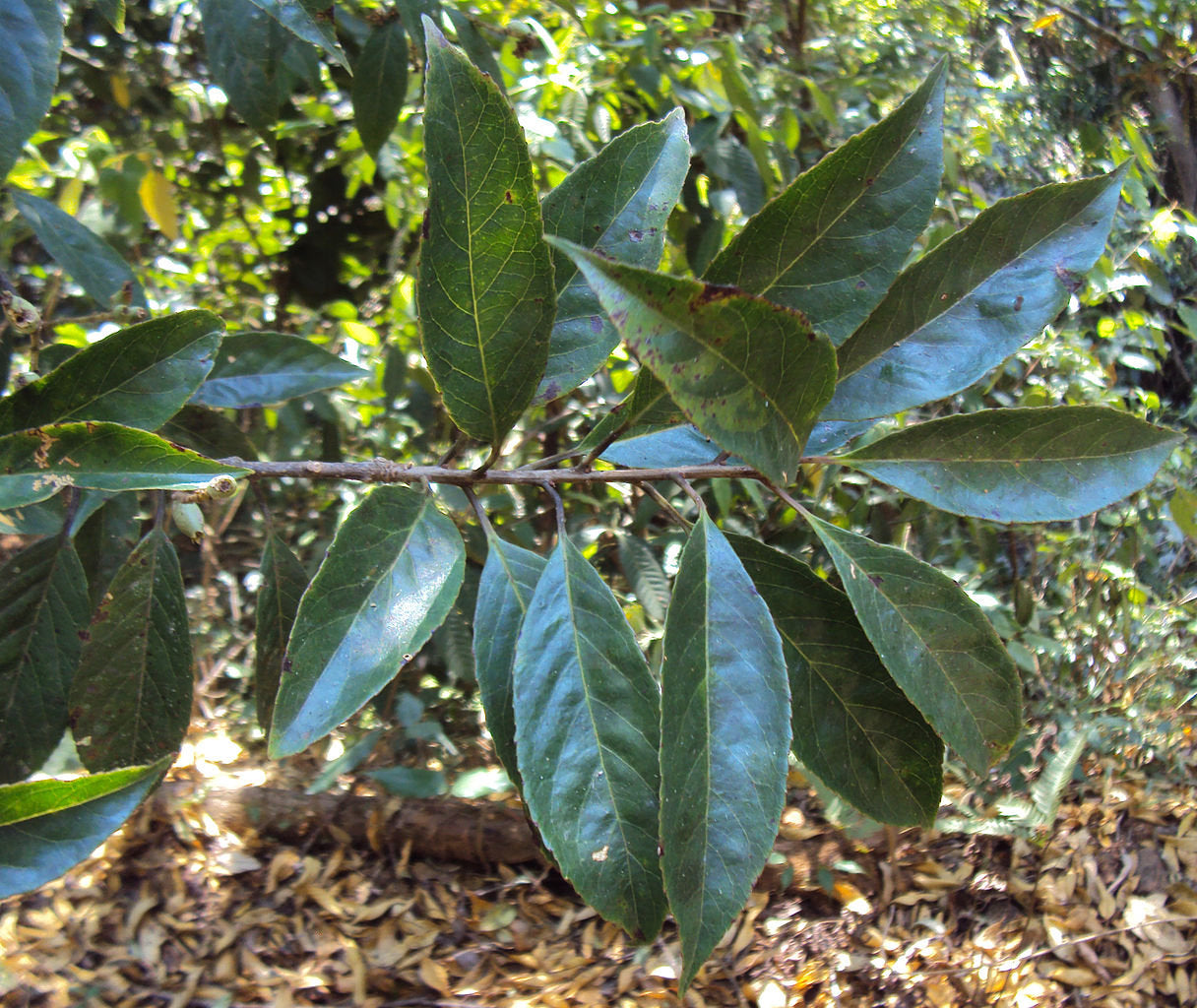 Close-up of green leaves on a branch with a natural background