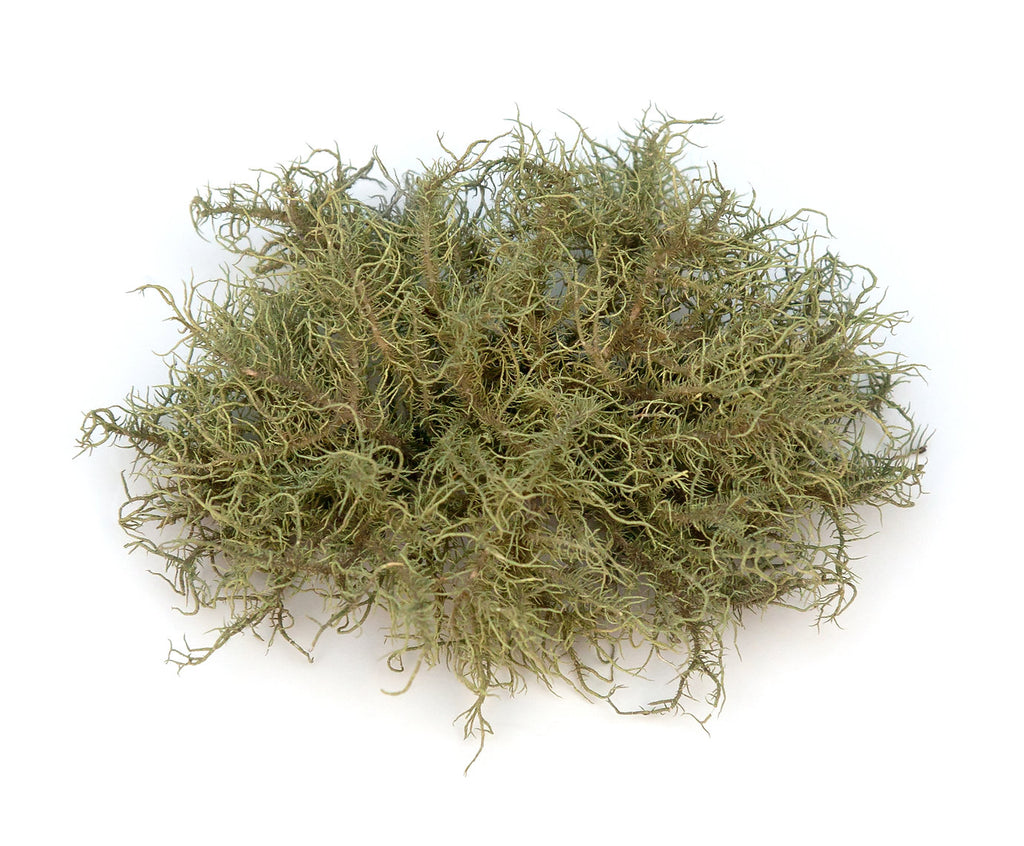 Clump of greenish-brown lichen on a white background