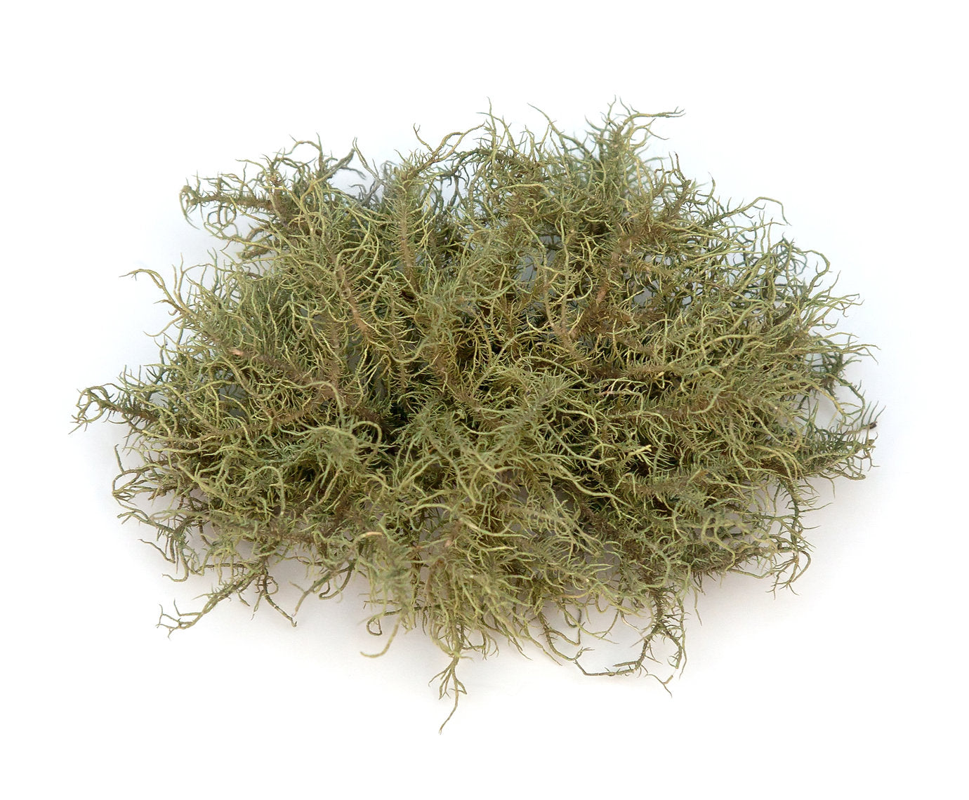 Clump of greenish-brown lichen on a white background
