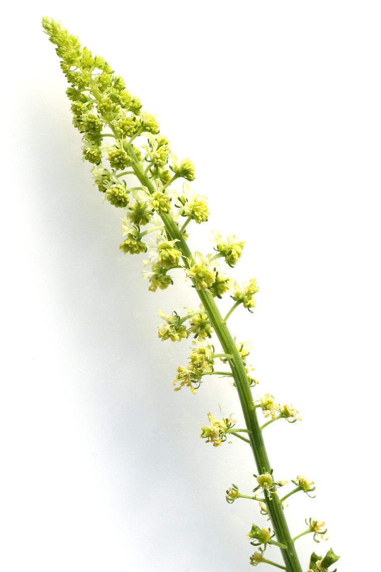 Green weld plant stem with small green flowers on a white background
