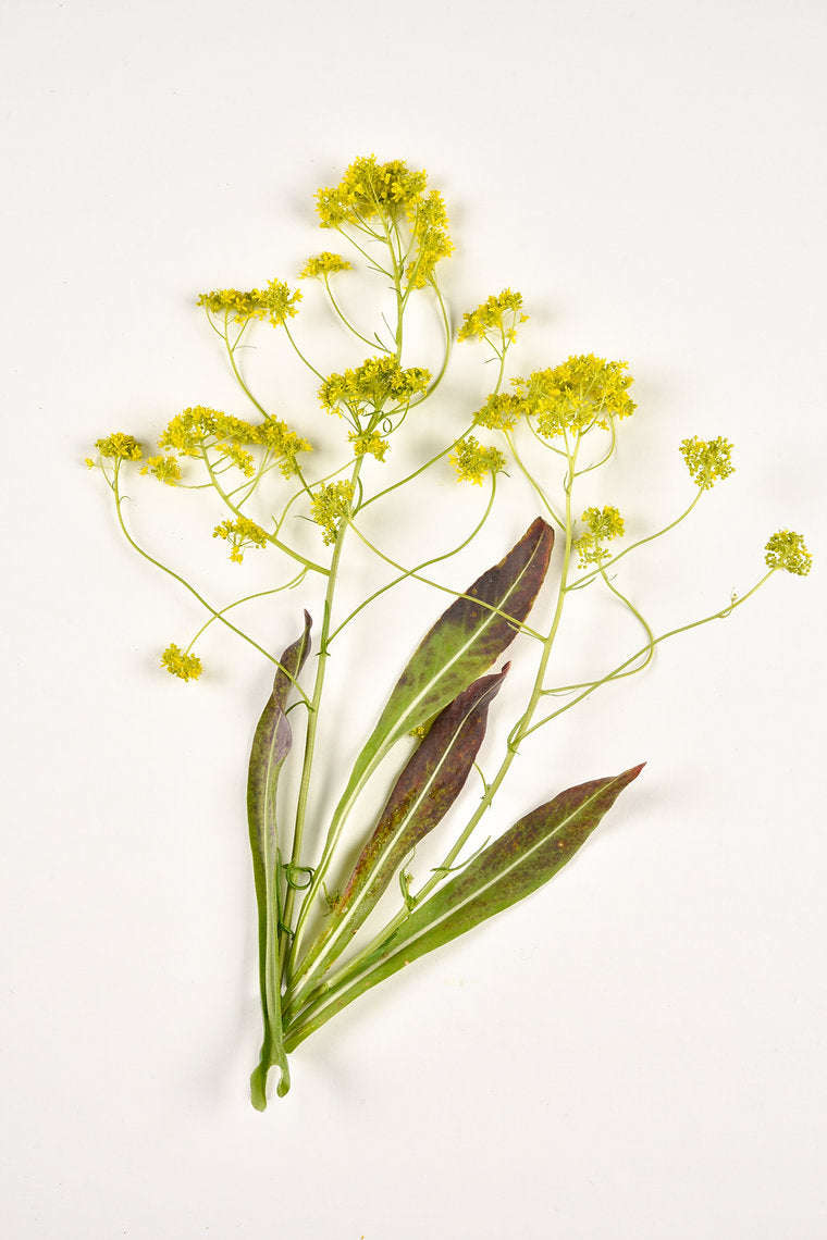 Bouquet of yellow woad flowers and green leaves on a white background