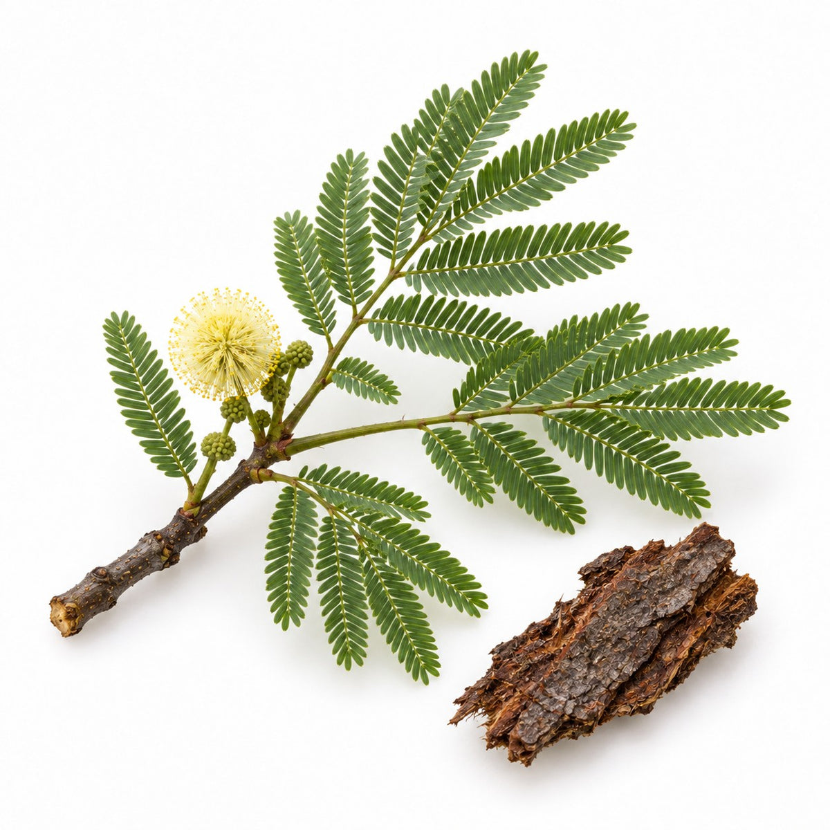 Acacia Bark (Acacia mearnsii) raw material
