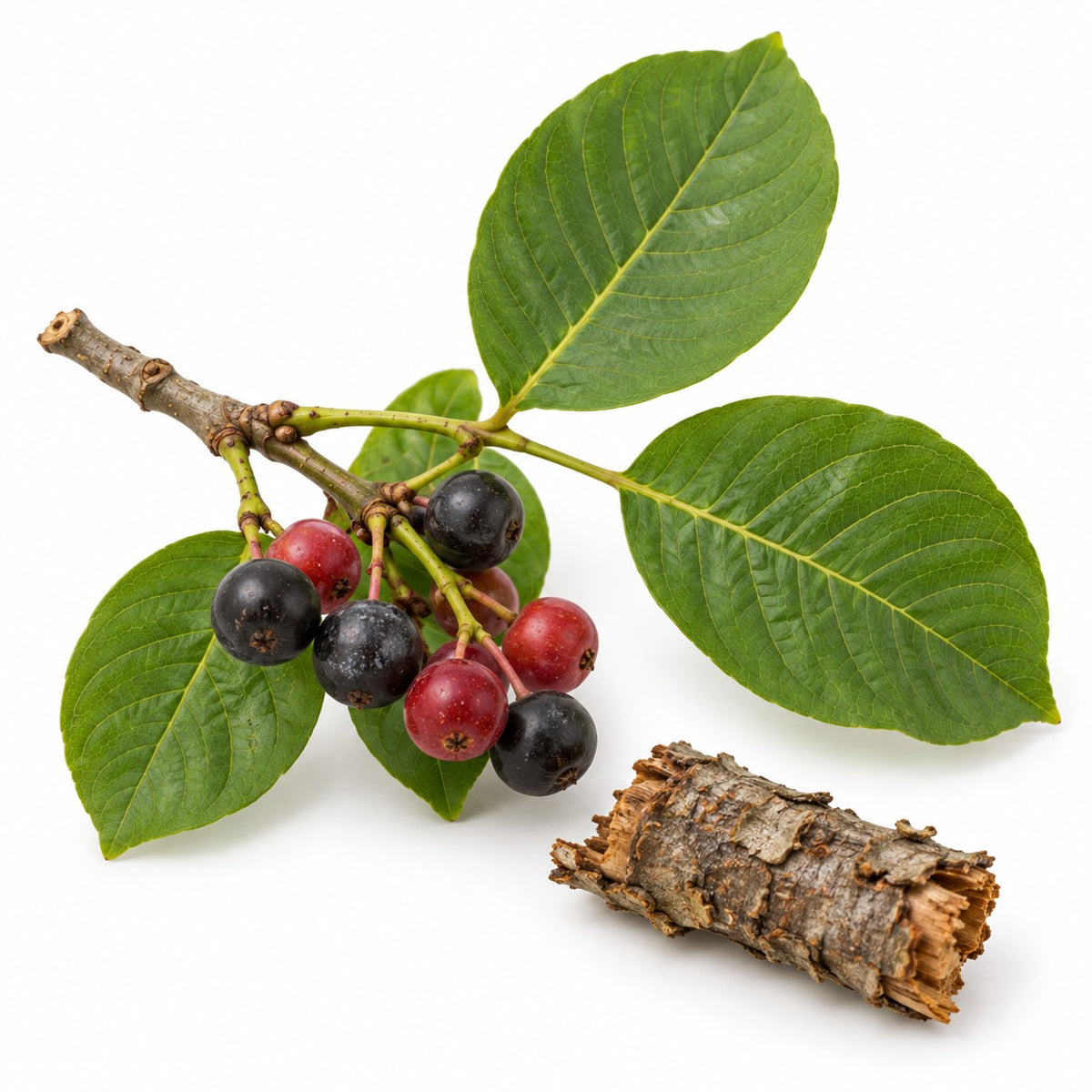 Alder Buckthorn Bark (Frangula alnus) raw material