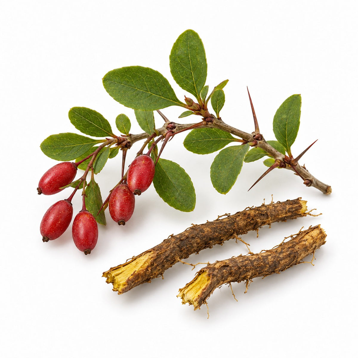 Barberry Root Bark (Berberis spp) raw material
