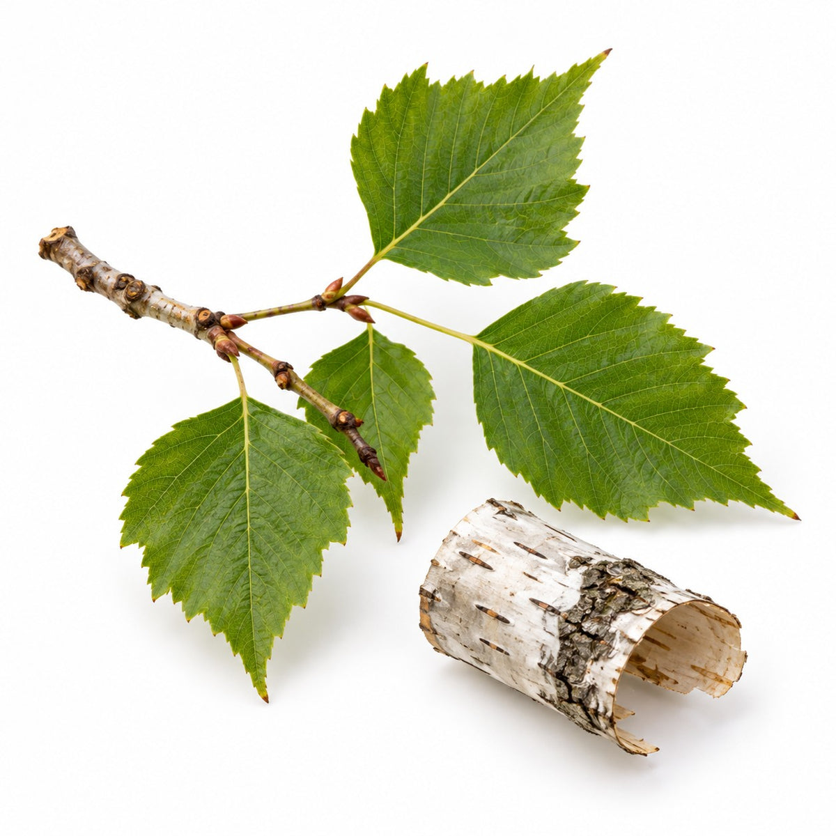 Birch Bark (Betula pendula) raw material