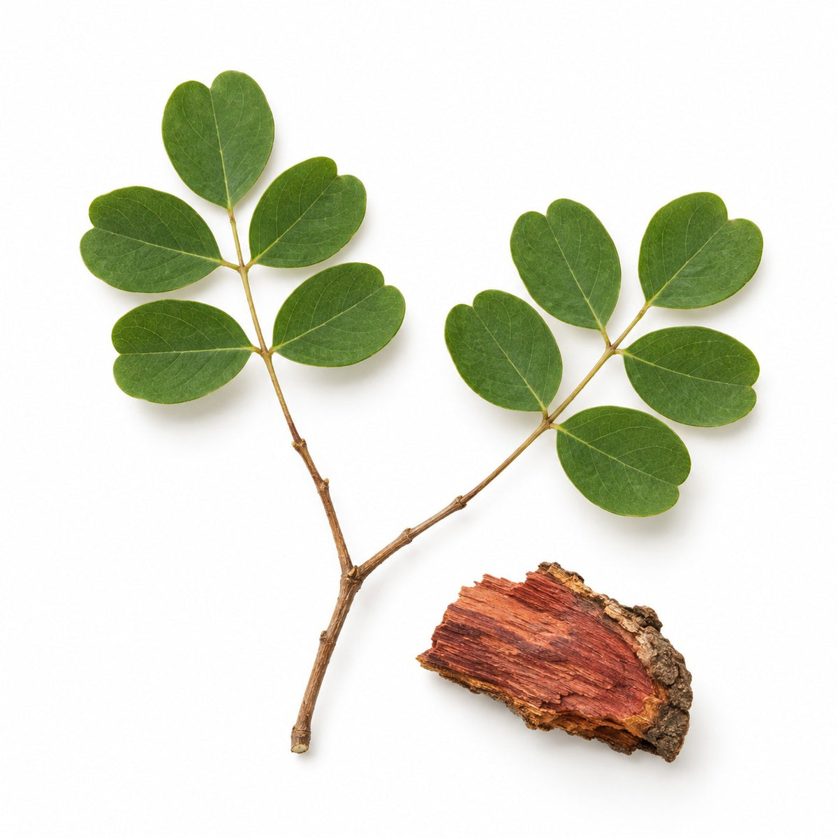 Brazilwood (Haematoxylum brasiletto) raw material