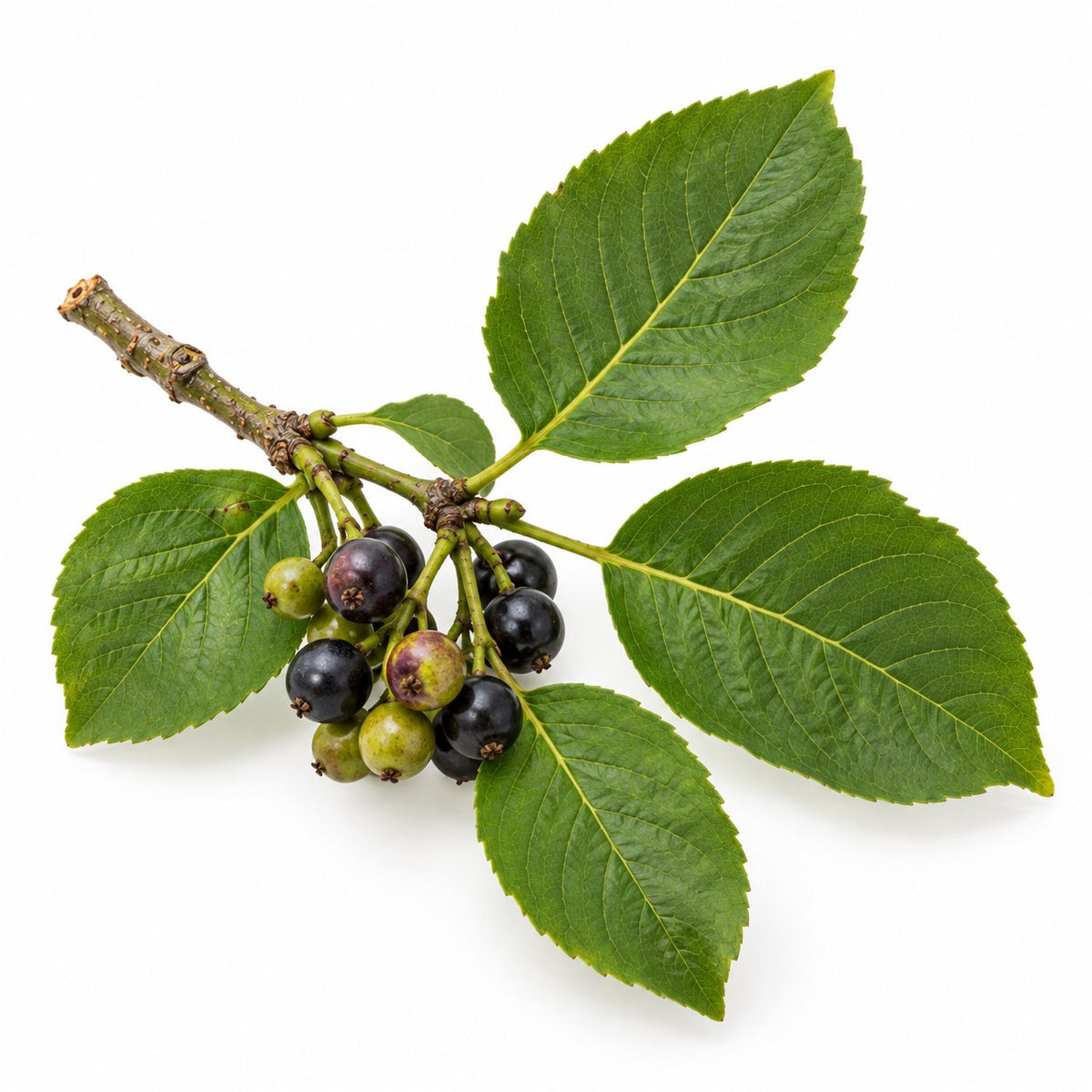 Buckthorn Berries (Rhamnus cathartica) raw material