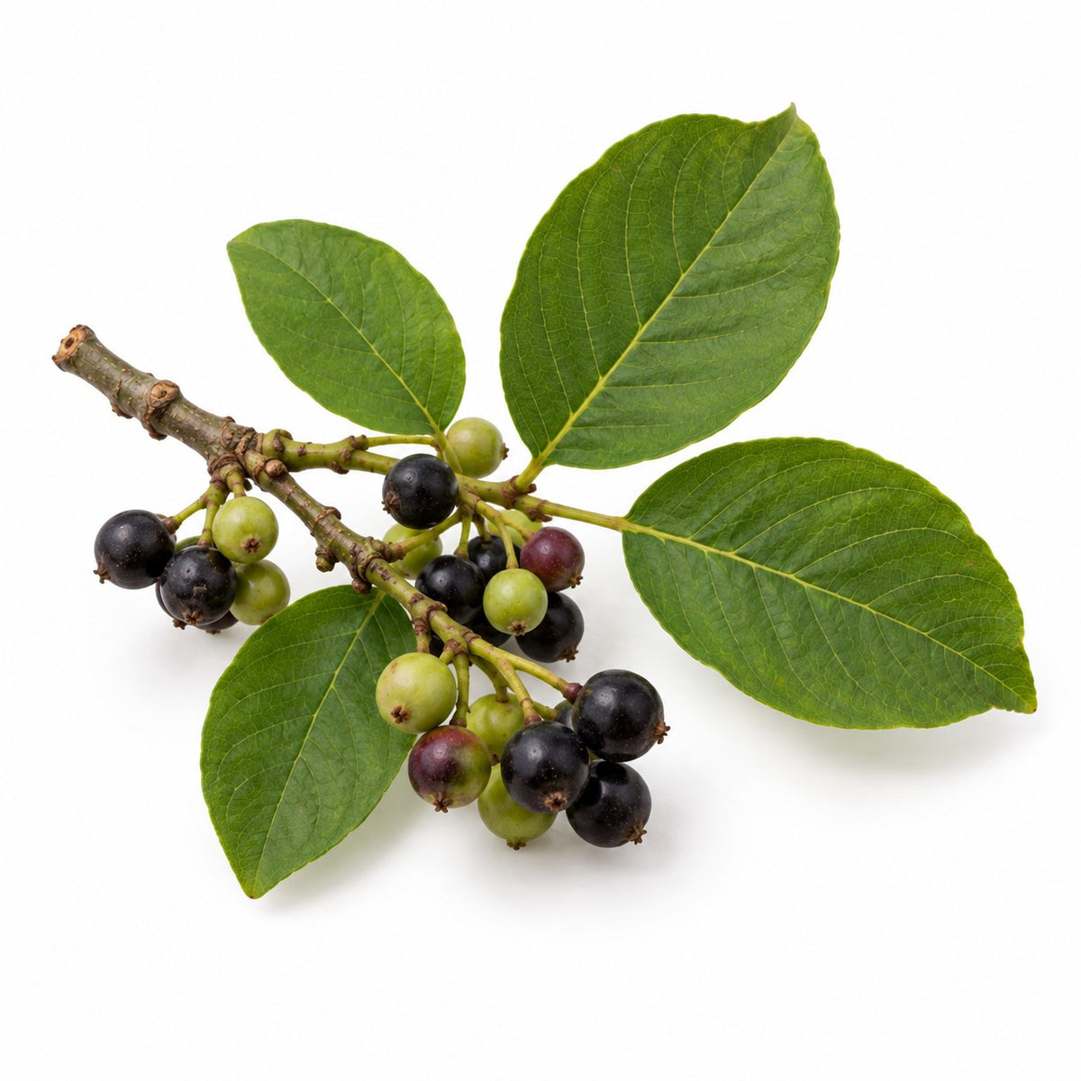 Buckthorn Berries (Rhamnus spp) raw material