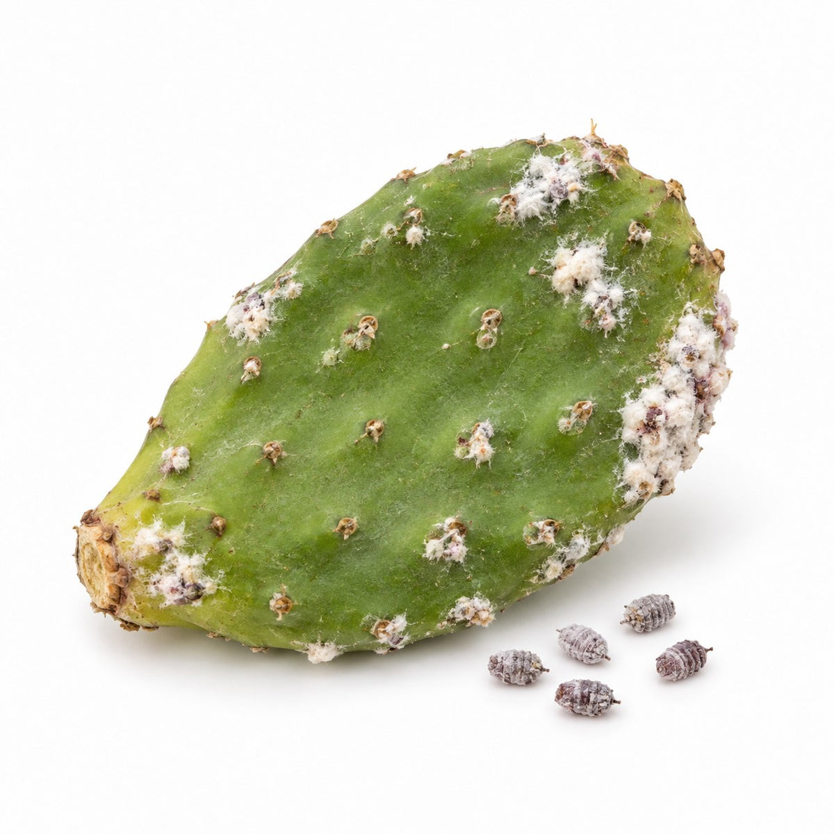 Cochineal (Dactylopius coccus) raw material