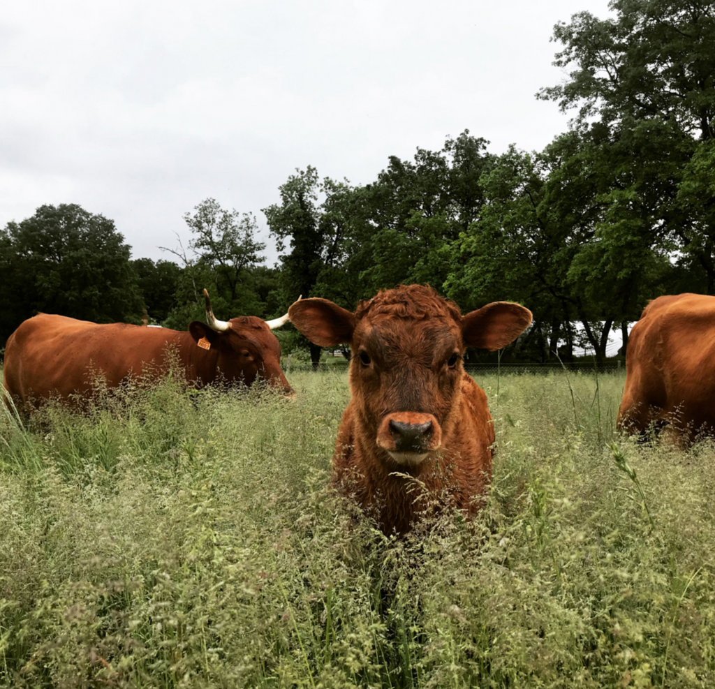 A brown cow stands in tall green grass facing the camera, with other cows and a line of trees in the background under an overcast sky.