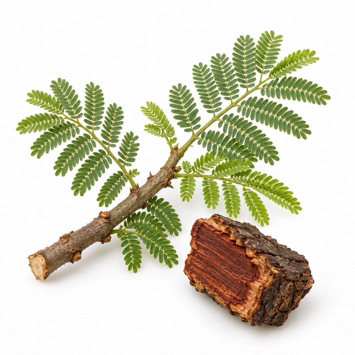 Cutch (Acacia catechu) raw material