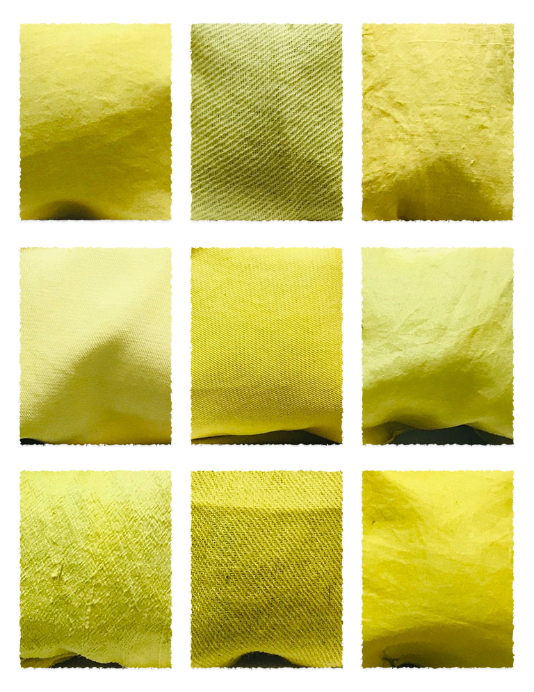 Dyers' Greenweed Pieces (Genista tinctoria) fabric samples