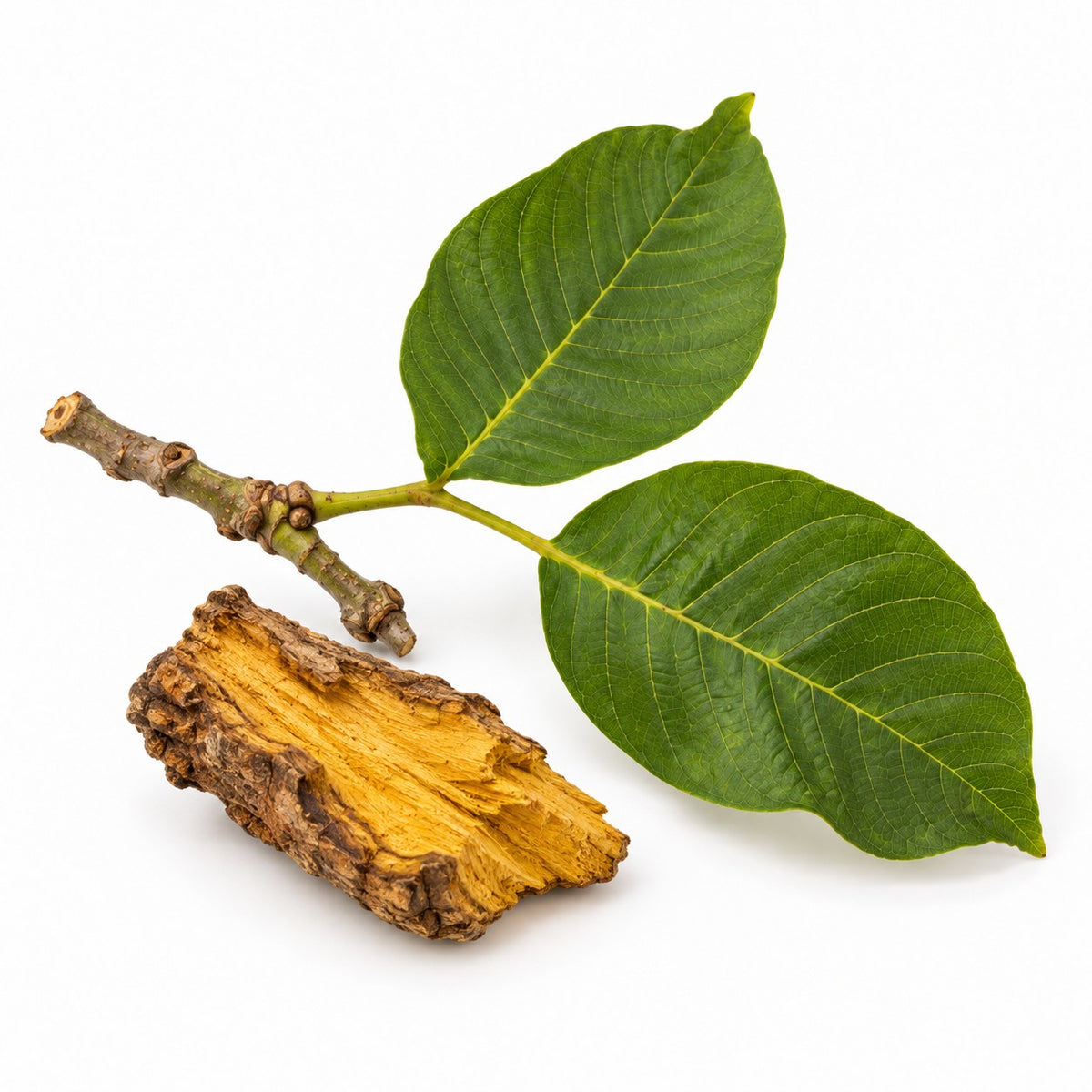 Fustic Heartwood (Chlorophora tinctoria) raw material