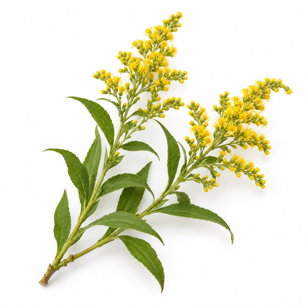 Goldenrod (Solidago virgaurea) raw material